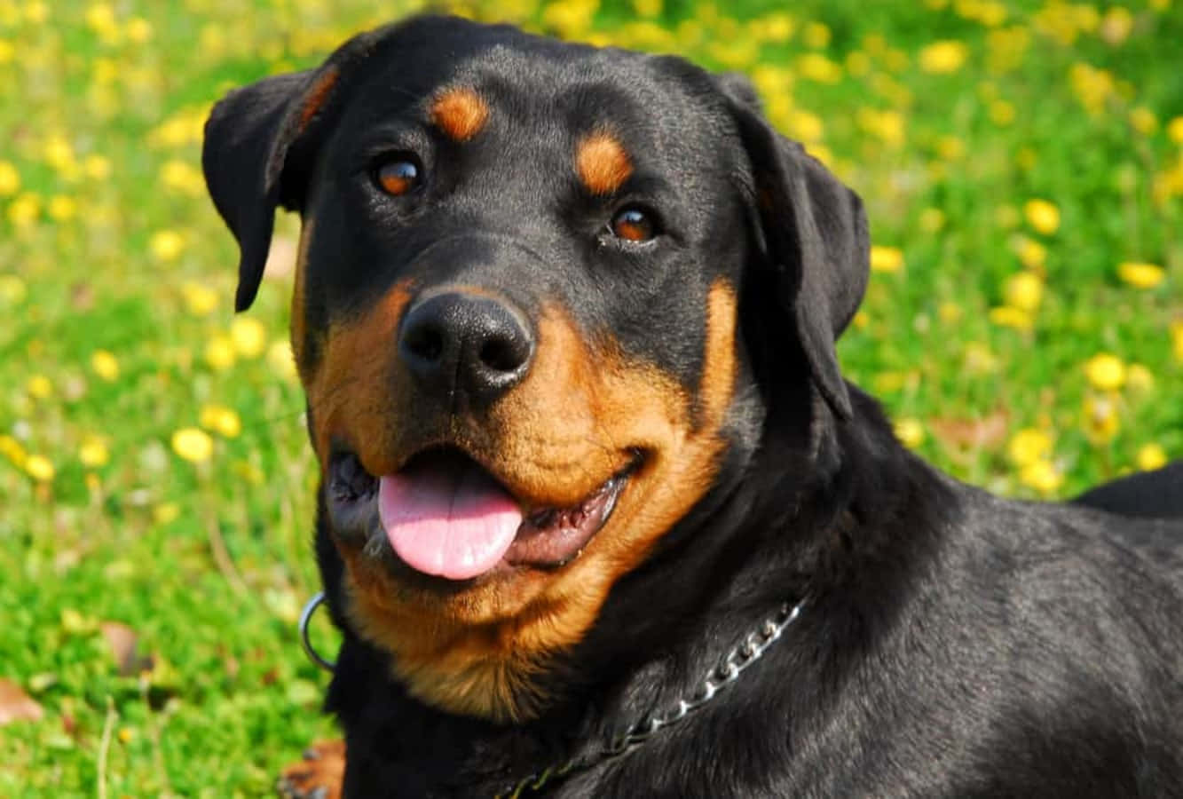 羅威那犬 桌布 壁紙 — 一隻快樂的羅威納犬，擁有黑色和棕褐色毛髮，坐在陽光明媚的綠色草地和黃色花朵的田野中。