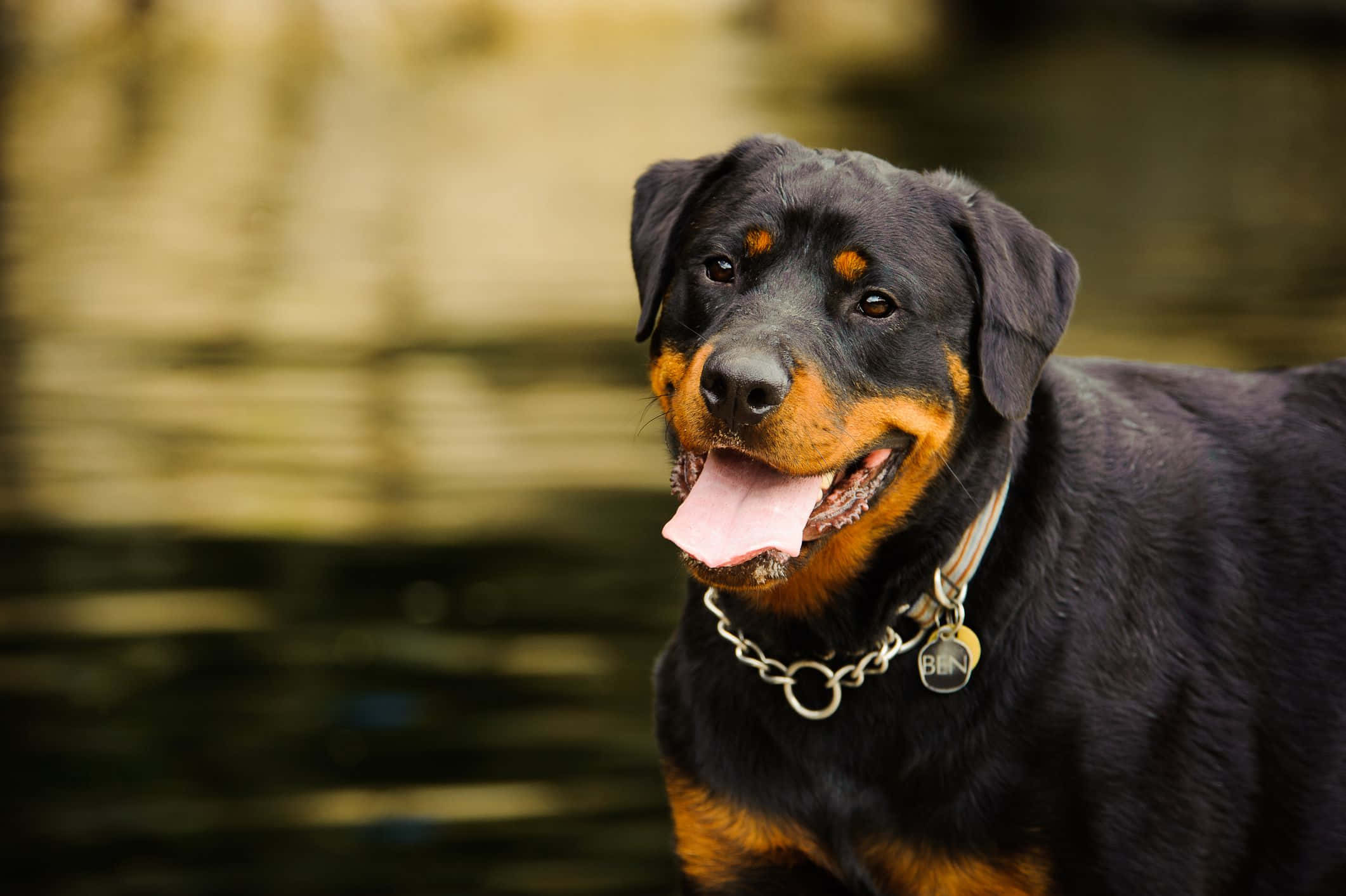 Dogs 桌布 壁紙 — 一隻快樂的羅威納犬，擁有黑色和棕褐色毛髮，在漣漪的水邊伸出舌頭微笑。