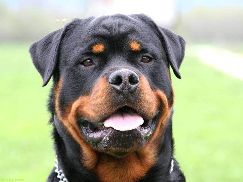 Big Dog 桌布 壁紙 — 一隻快樂的羅威納犬，黑色和棕褐色毛髮，在草地上喘氣的近照。