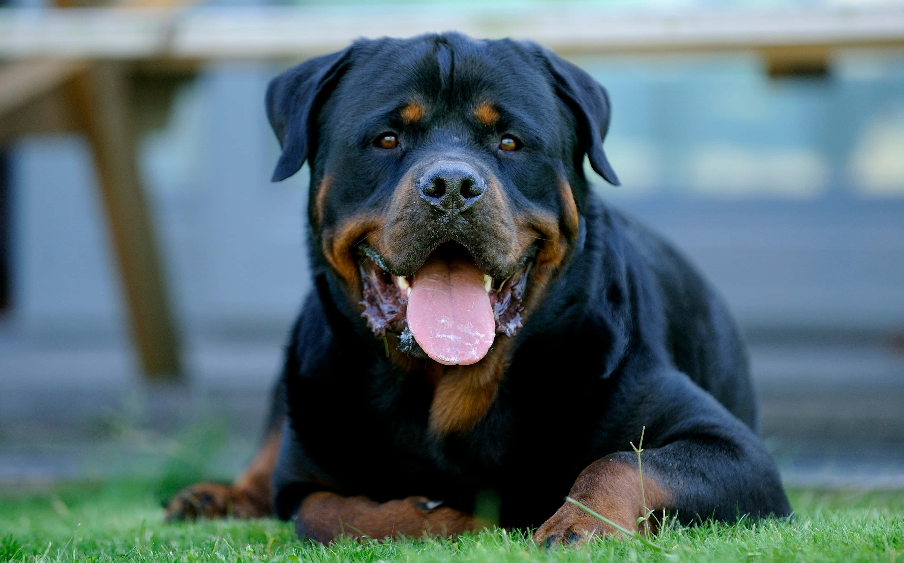 羅威那犬 桌布 壁紙 — 一隻快樂的羅威納犬伸出粉紅色舌頭，在柔和日光下躺在鮮綠的草地上休息。