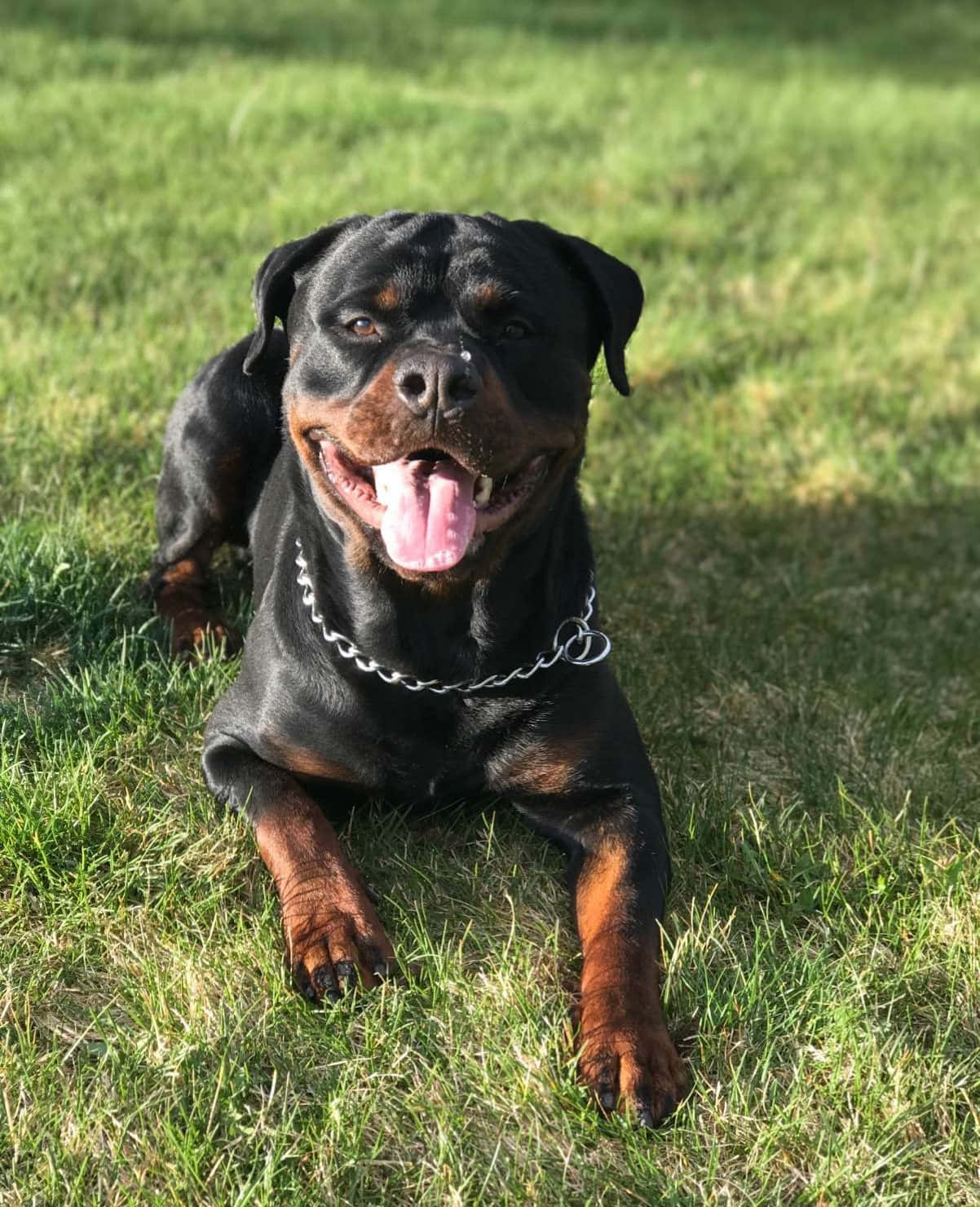 羅威那犬 桌布 壁紙 — 一隻快樂的羅威納犬戴著鏈條項圈，躺在陽光照耀的綠色草地上，伸出舌頭喘氣，直視鏡頭。