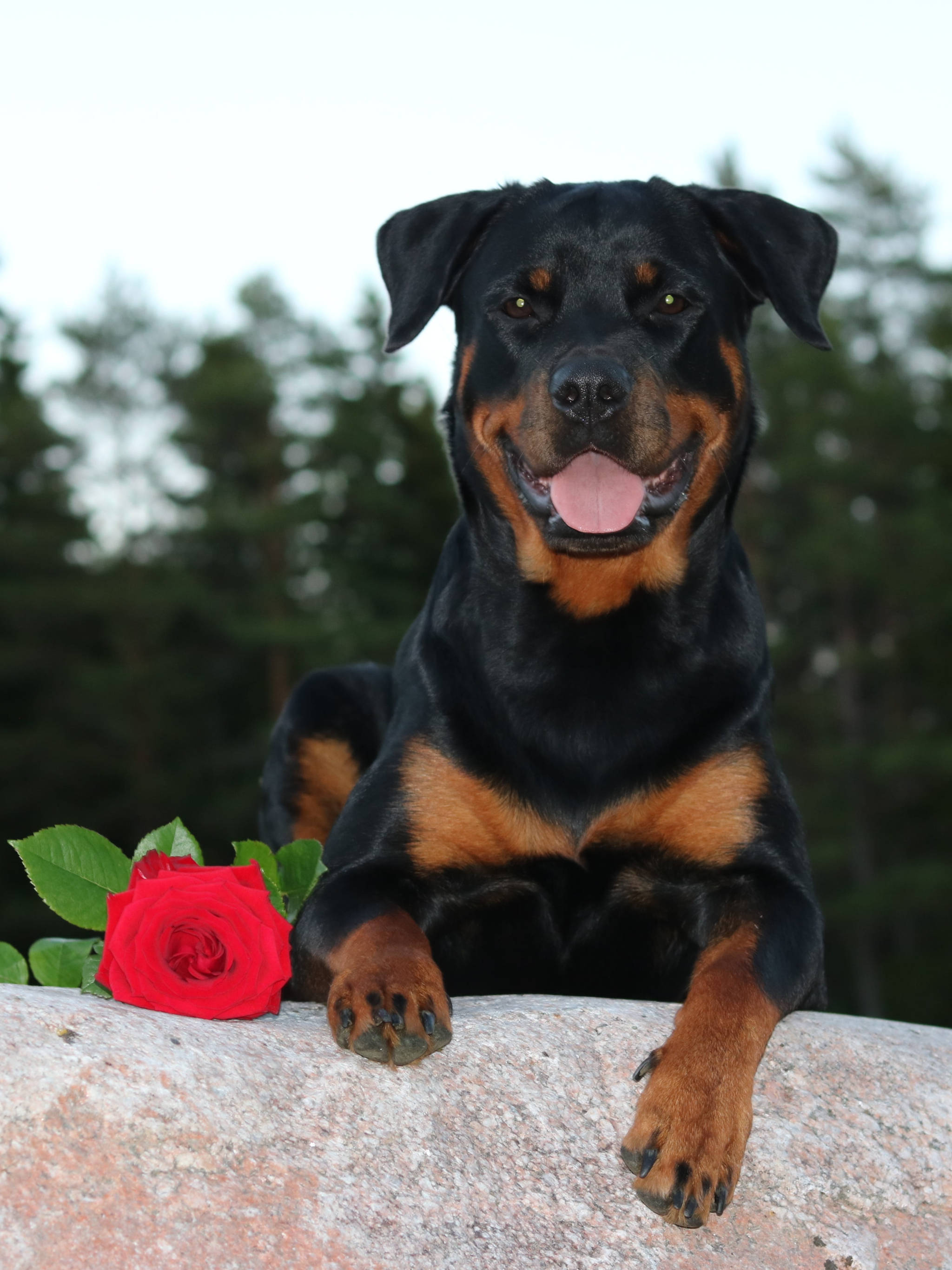 羅威那犬 桌布 壁紙 — 一隻快樂的羅威納犬旁邊有一朵紅玫瑰，在石頭上休息，背景是模糊的森林。