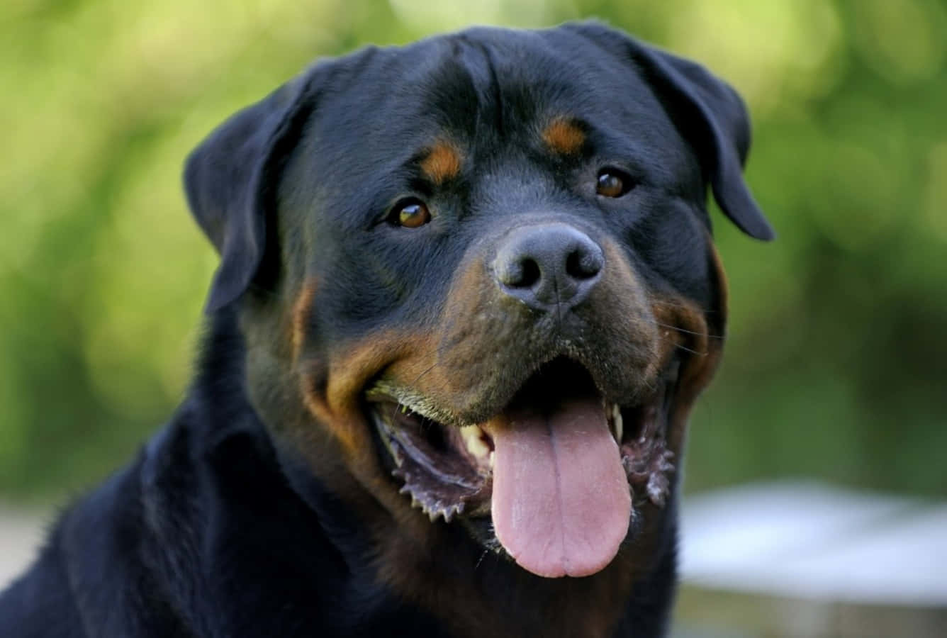 羅威那犬 桌布 壁紙 — 一隻快樂的羅威那犬特寫，黑褐色毛髮，伸舌喘氣，背景是模糊的綠色。