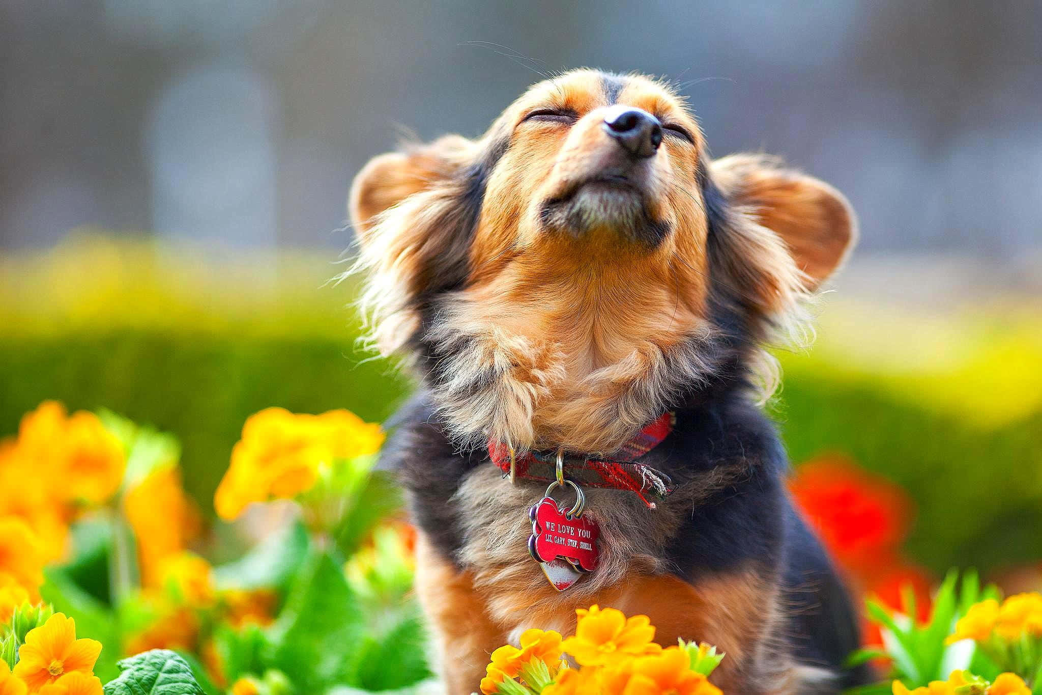 Dog Aesthetic 桌布 壁紙 — 一隻快樂的臘腸狗，垂耳，戴著紅色項圈，在鮮豔的黃色花朵中享受陽光。