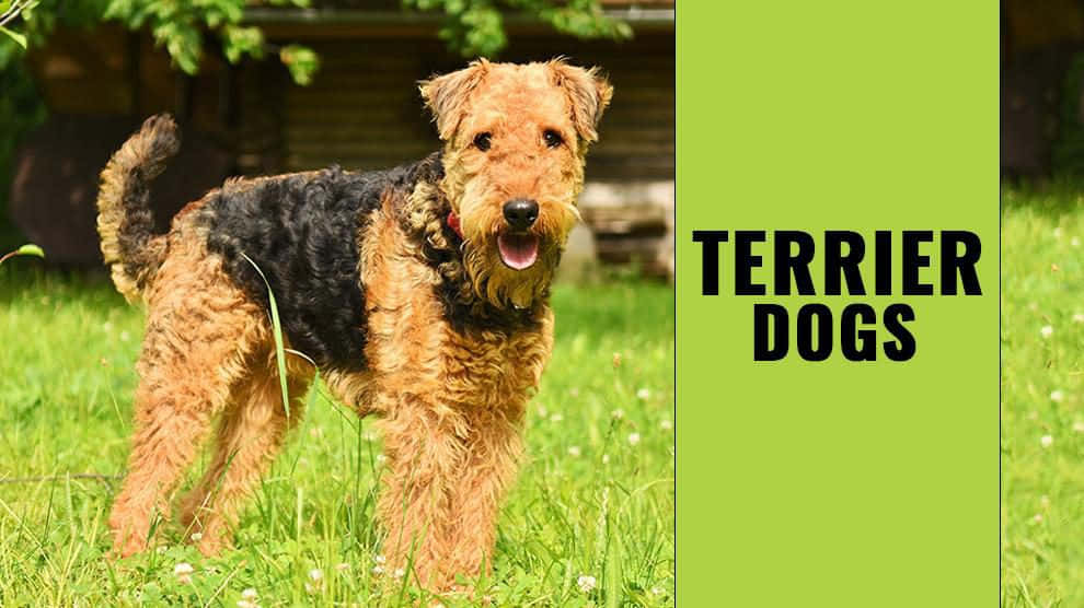 Terrier Dog 桌布 壁紙 — 一隻快樂的艾爾代爾梗犬警覺地站在鮮綠色的草地上，背景有一個木棚。