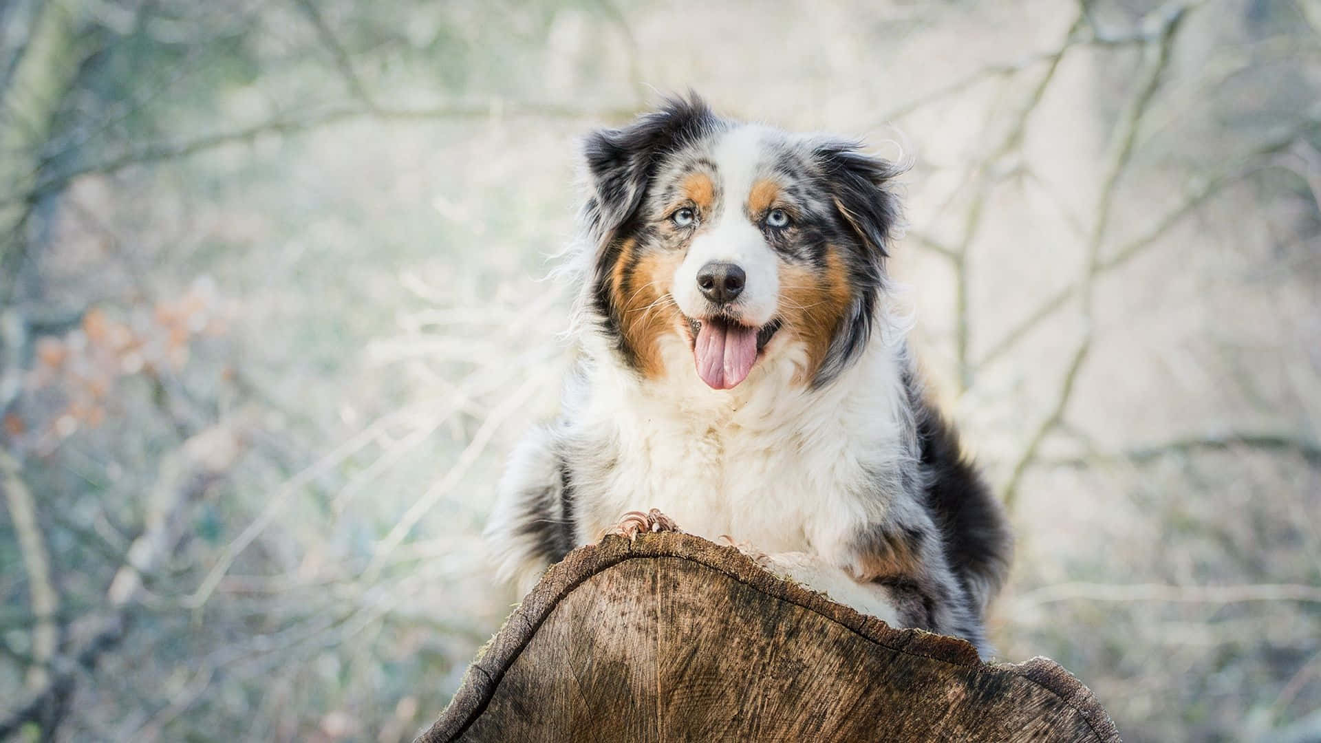 動物 桌布 壁紙 — 一隻快樂的藍眼三色澳洲牧羊犬坐在森林中一個風化的樹樁上，背景柔和。