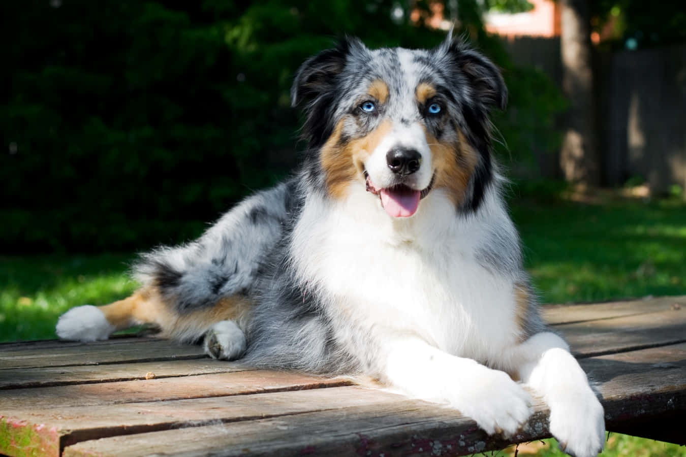 狗 桌布 壁紙 — 一隻快樂的藍眼澳洲牧羊犬在陽光明媚的後院裡，躺在一張風化的木長椅上。