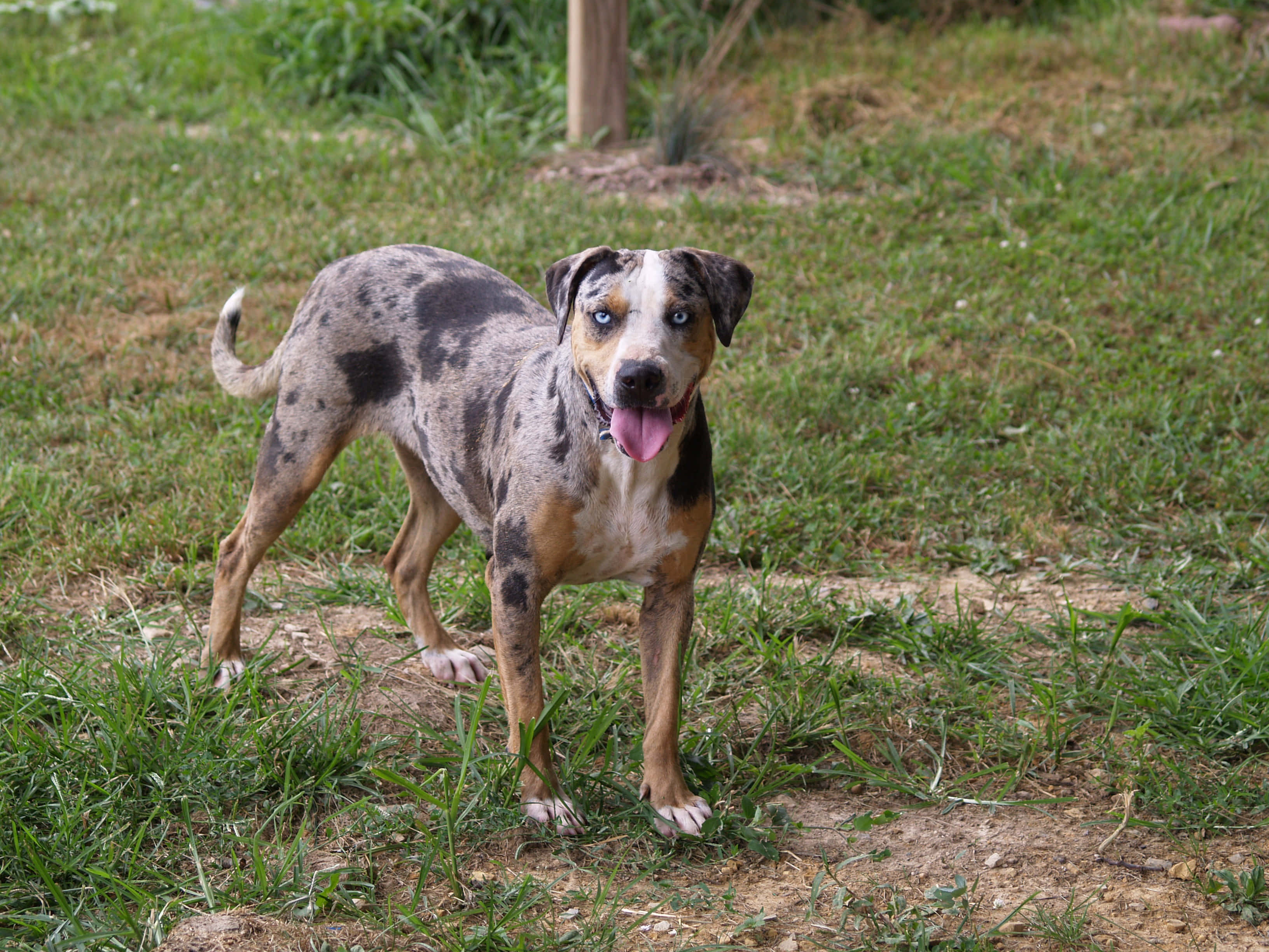 Catahoula Dog 桌布 壁紙 — 一隻快樂的藍眼睛斑點狗在陽光明媚的日子裡站在草地上喘氣。