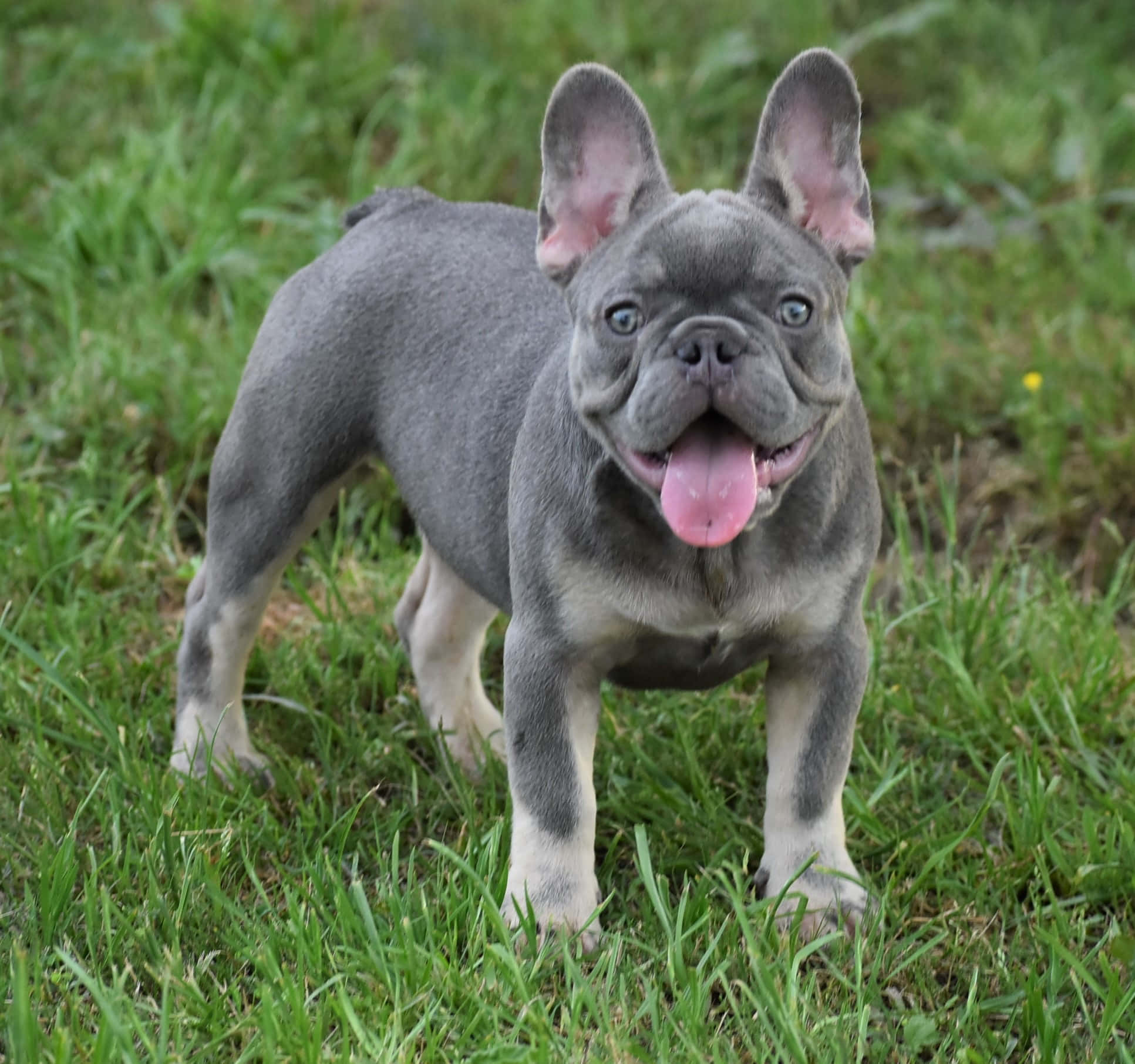 Bulldog 桌布 壁紙 — 一隻快樂的藍色法國鬥牛犬幼犬站在綠色草地上，伸出舌頭，眼睛明亮。