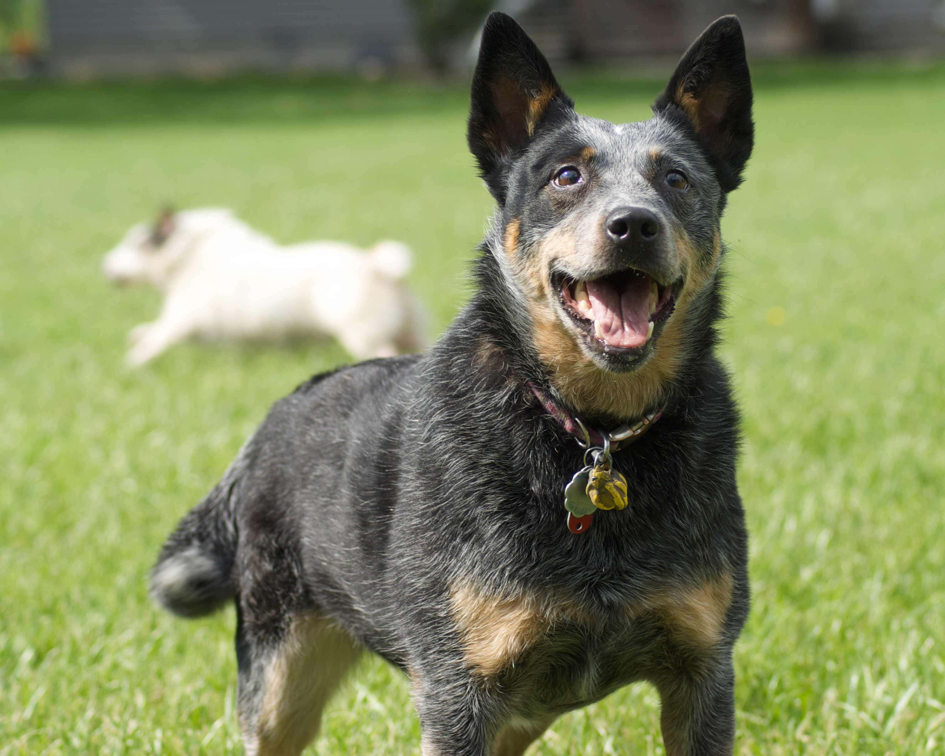 Australian Cattle Dog 桌布 壁紙 — 一隻快樂的藍色赫勒犬，豎起耳朵、張開嘴巴，警覺地站在鮮綠的草地上，背景有一隻模糊的白狗。