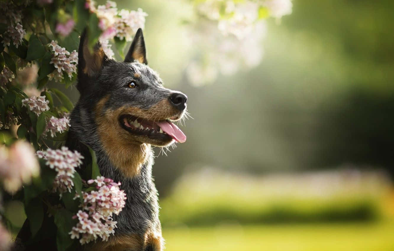 Australian Cattle Dog 桌布 壁紙 — 一隻快樂的藍色赫勒犬伸出舌頭，在陽光明媚的花園中透過粉紅色的花叢窺視。
