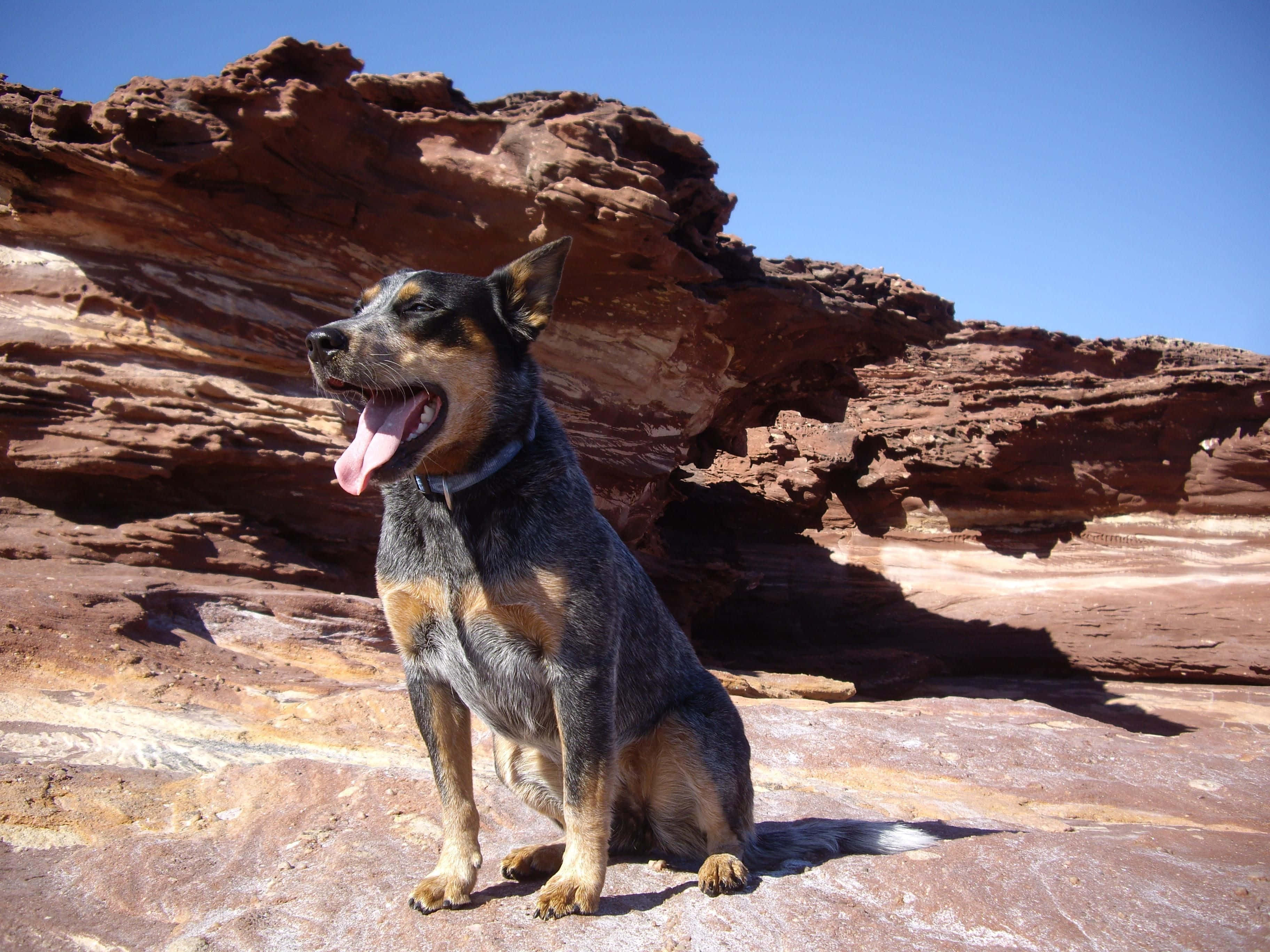 Australian Cattle Dog 桌布 壁紙 — 一隻快樂的藍色赫勒犬坐在陽光照射的紅色岩石上，在晴朗的藍天下喘氣。