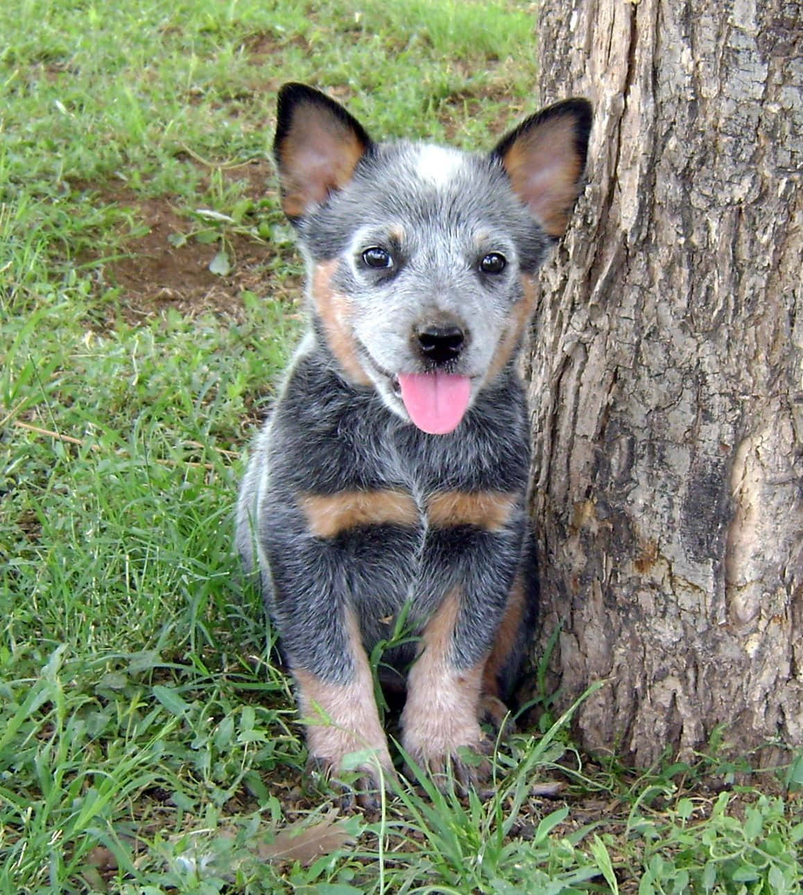 Australian Cattle Dog 桌布 壁紙 — 一隻快樂的藍色赫勒犬幼犬，伸出粉紅色舌頭，坐在樹幹旁的草地上看著相機。