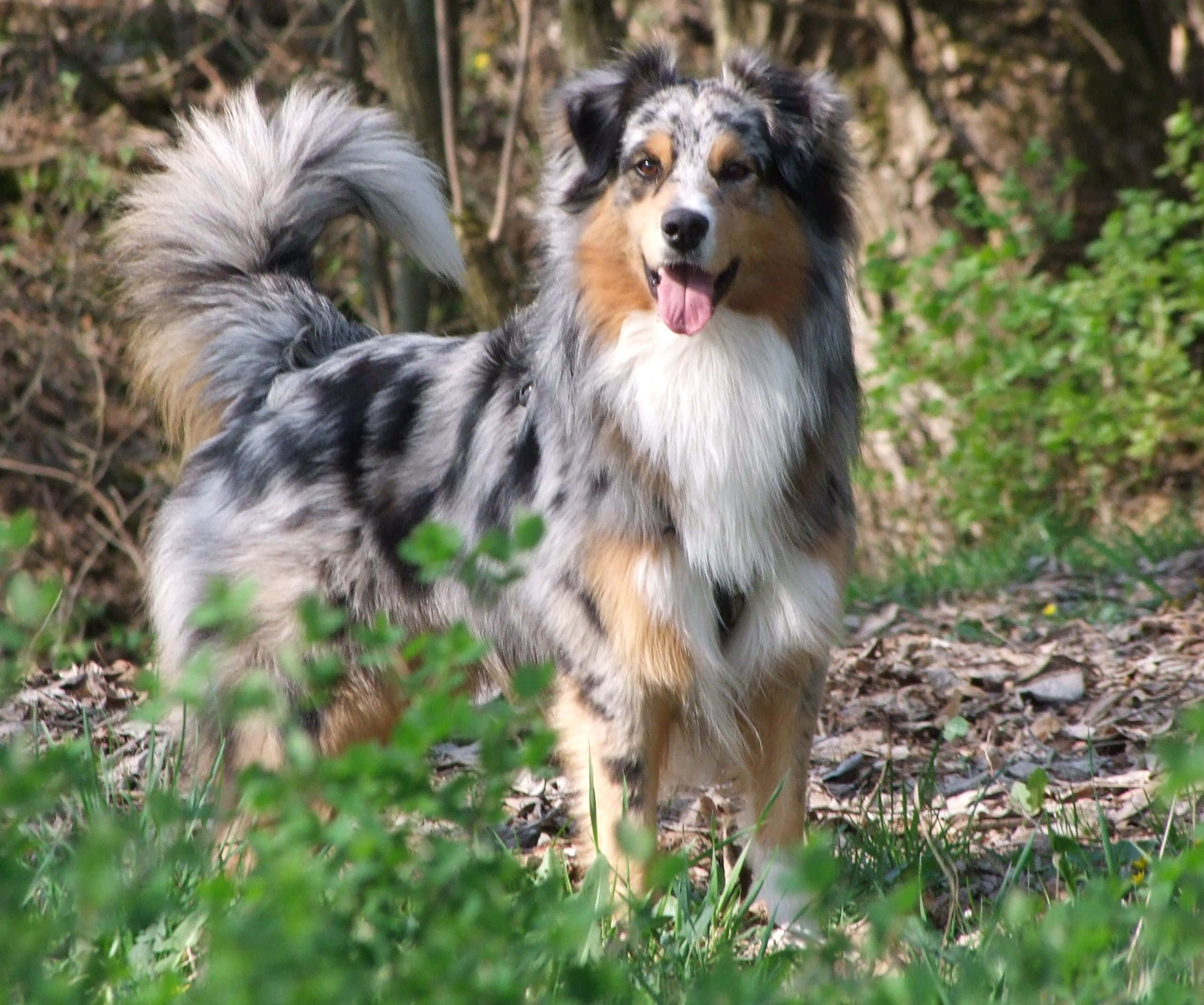 動物 桌布 壁紙 — 一隻快樂的藍色隕石色澳洲牧羊犬在陽光普照的森林空地中警覺地站立，周圍有綠色樹葉和斑駁的光線。