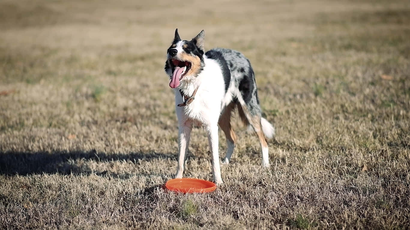 1366x768 Ultimate Frisbee 桌布 壁紙 — 一隻快樂的藍色隕石色澳洲牧羊犬站在乾草上，腳邊有一個橙色飛盤，在明亮的陽光下。