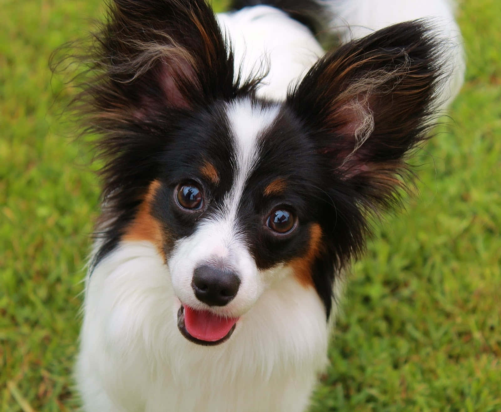 動物 桌布 壁紙 — 一隻快樂的蝴蝶犬，有大耳朵和明亮的眼睛，在草地上開心地向上看。