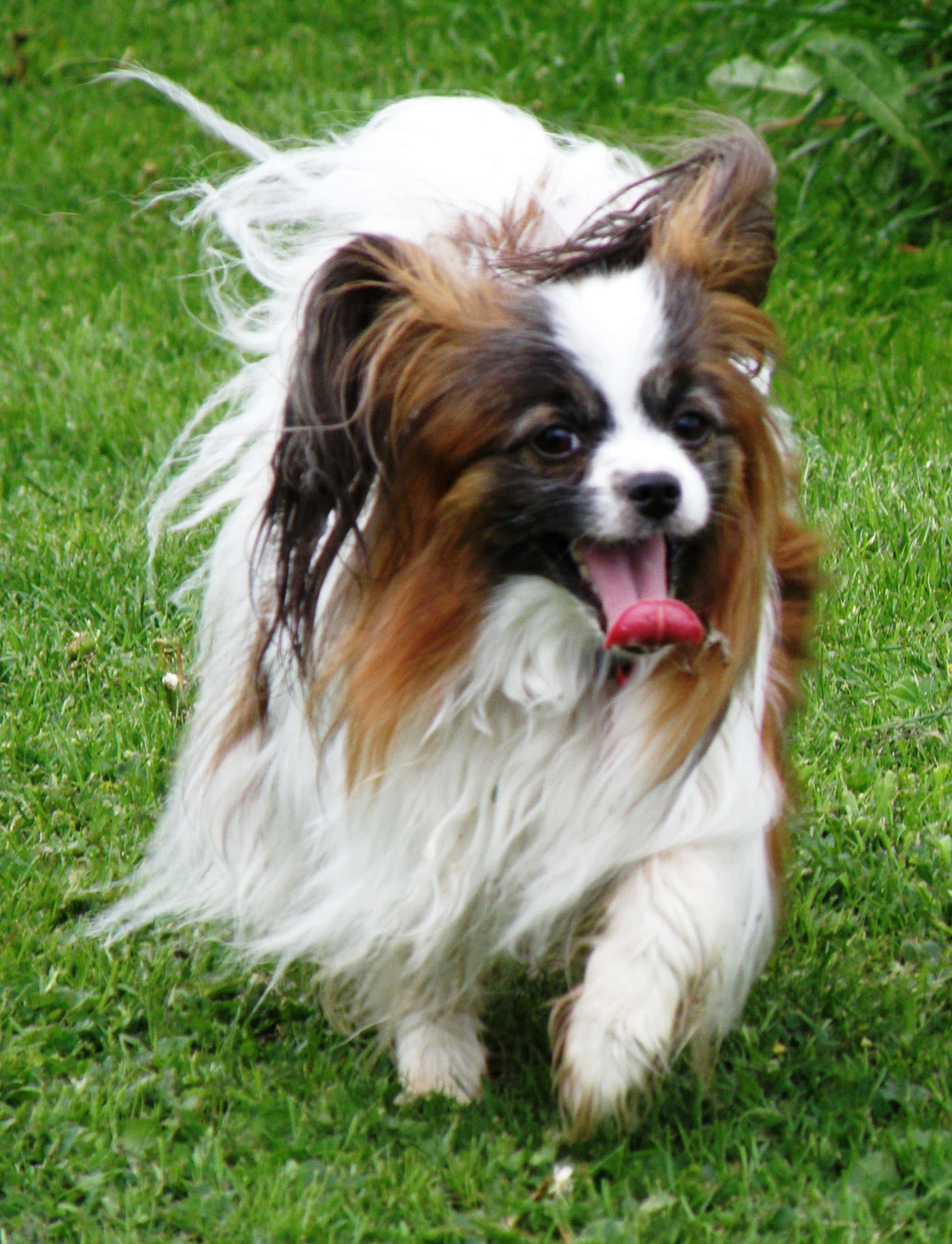 動物 桌布 壁紙 — 一隻快樂的蝴蝶犬，有白色、棕色和黑色毛，伸舌頭跑過充滿活力的綠色草地。