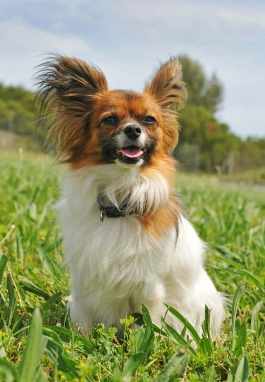 動物 桌布 壁紙 — 一隻快樂的蝴蝶犬，有著蓬鬆的耳朵，在明亮的藍天下愉快地坐在充滿活力的綠草中。
