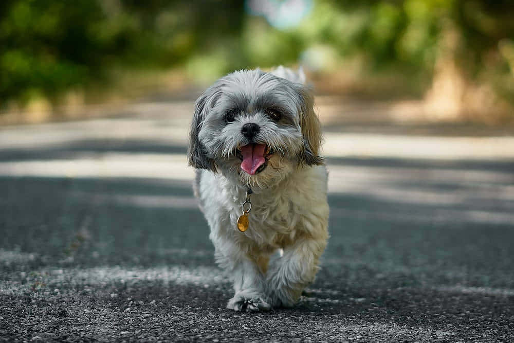 shih tzu 桌布 壁紙 — 一隻快樂的西施犬，擁有蓬鬆的白色和灰色毛髮，在陽光明媚的鋪砌小徑上向鏡頭跑來，周圍環繞著綠樹。