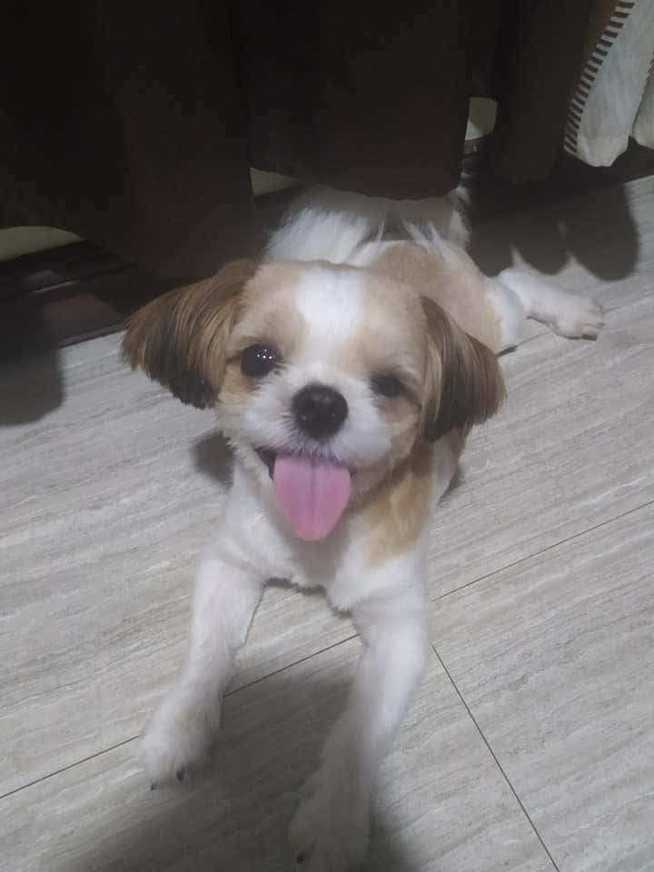 狗 桌布 壁紙 — 一隻快樂的西施犬，有垂耳和粉紅色舌頭，坐在瓷磚地板上，愉快地抬頭看。