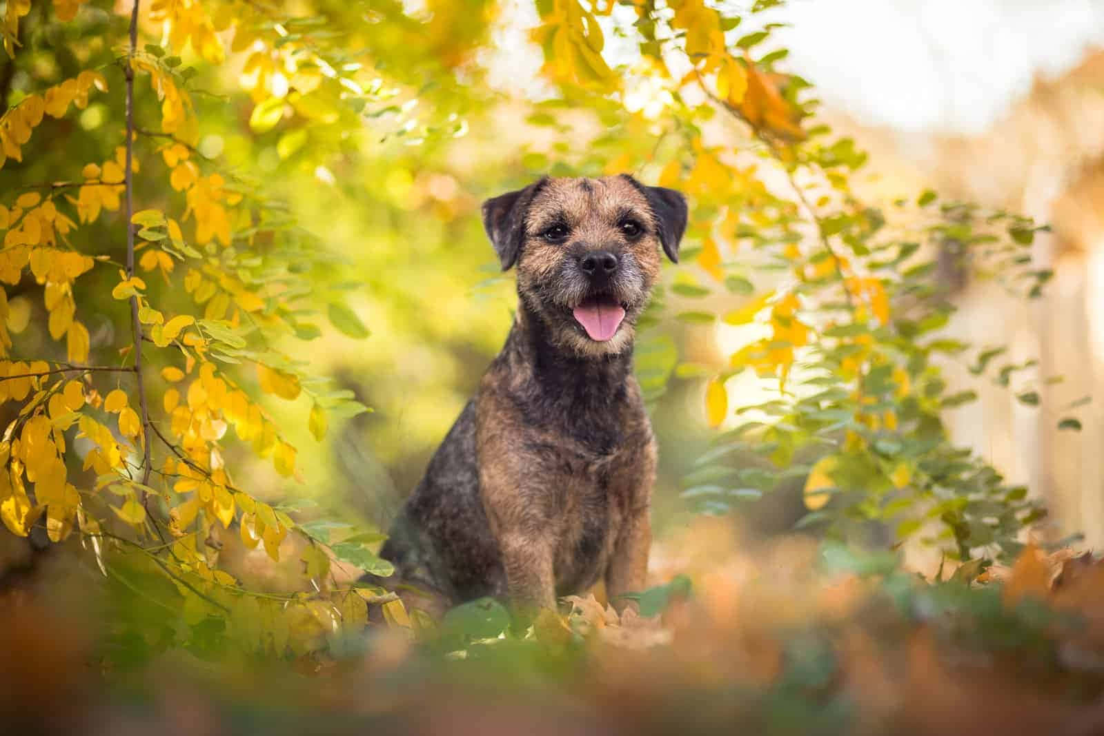 Terrier Dog 桌布 壁紙 — 一隻快樂的邊境㹴坐在金色秋葉中，享受穿過樹木的溫暖陽光。