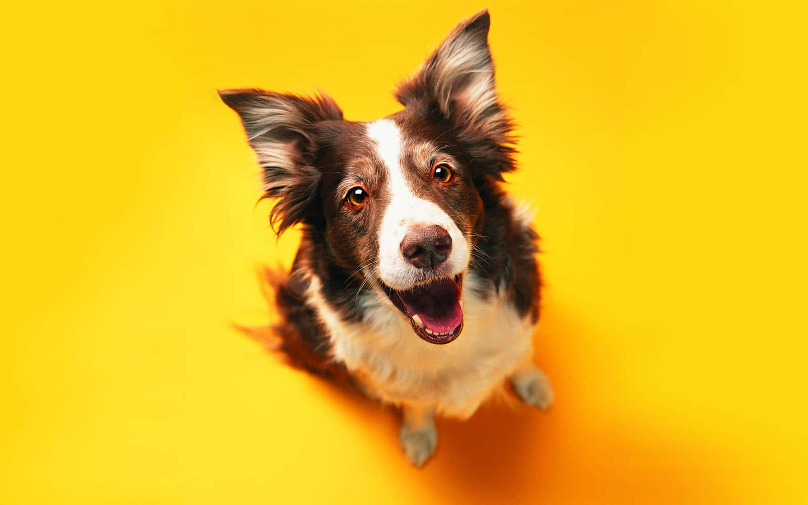 Weird Dog 桌布 壁紙 — 一隻快樂的邊境牧羊犬，擁有棕色和白色的毛髮，在鮮黃色背景下開心地向上望。