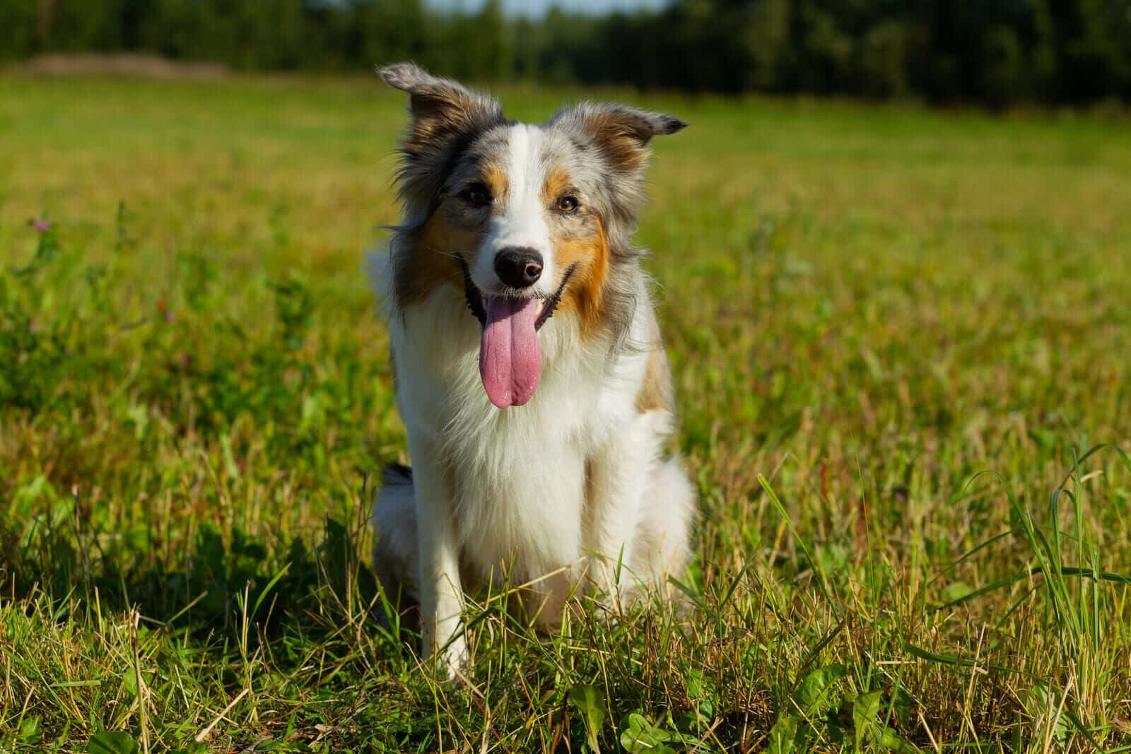 border collie 桌布 壁紙 — 一隻快樂的邊境牧羊犬，毛色為白色、棕色和黃褐色，坐在陽光明媚的草地上喘氣，背景有樹木。