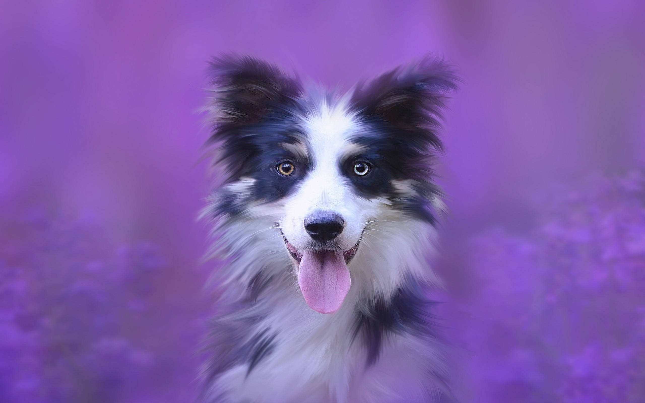 黑紫美學 桌布 壁紙 — 一隻快樂的邊境牧羊犬，毛色黑白棕，在夢幻紫色花卉背景前伸出粉紅色舌頭。