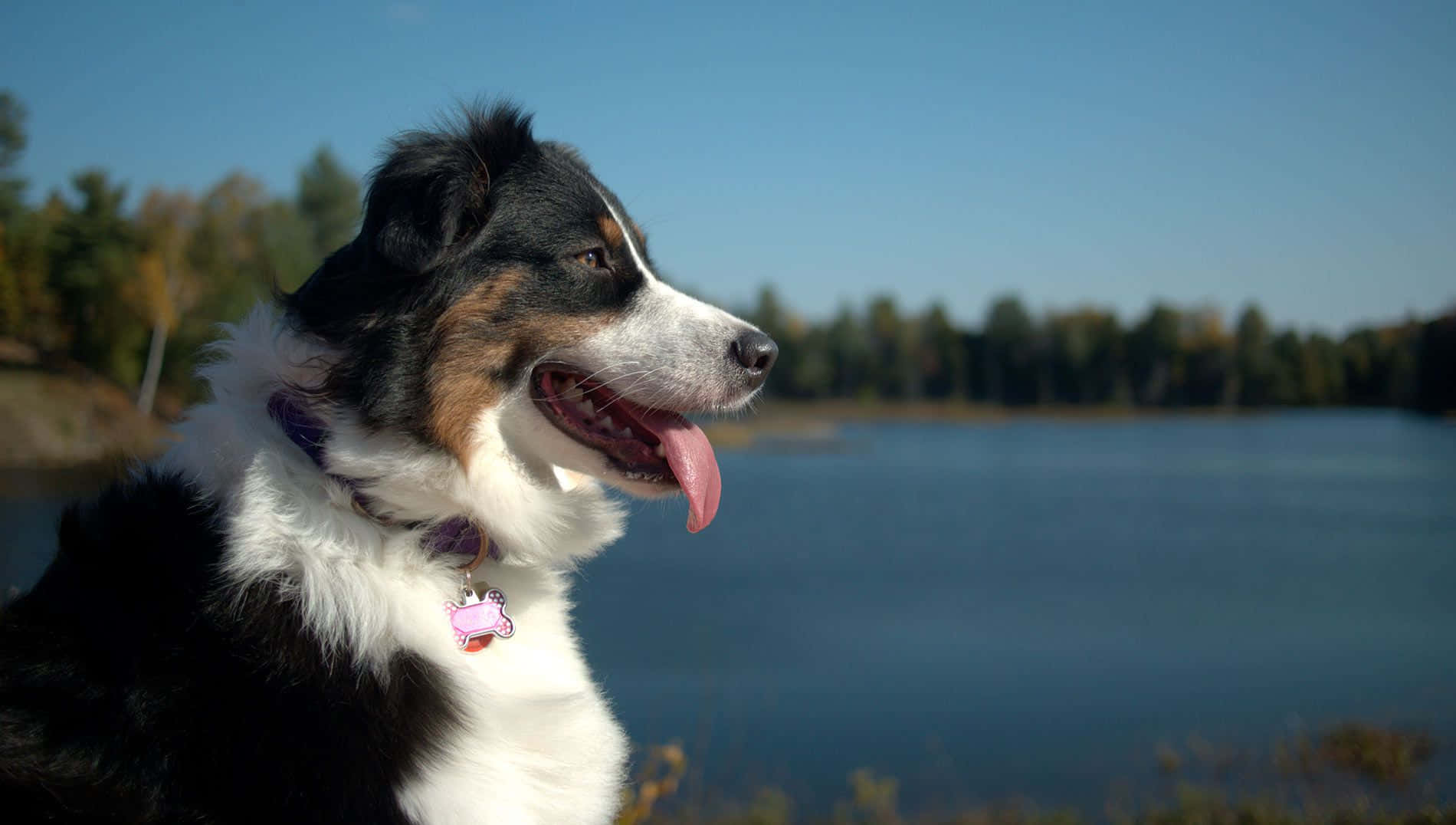 狗 桌布 壁紙 — 一隻快樂的邊境牧羊犬戴著粉紅色標籤，坐在平靜的湖邊，背景是晴朗的藍天和秋天的樹木。