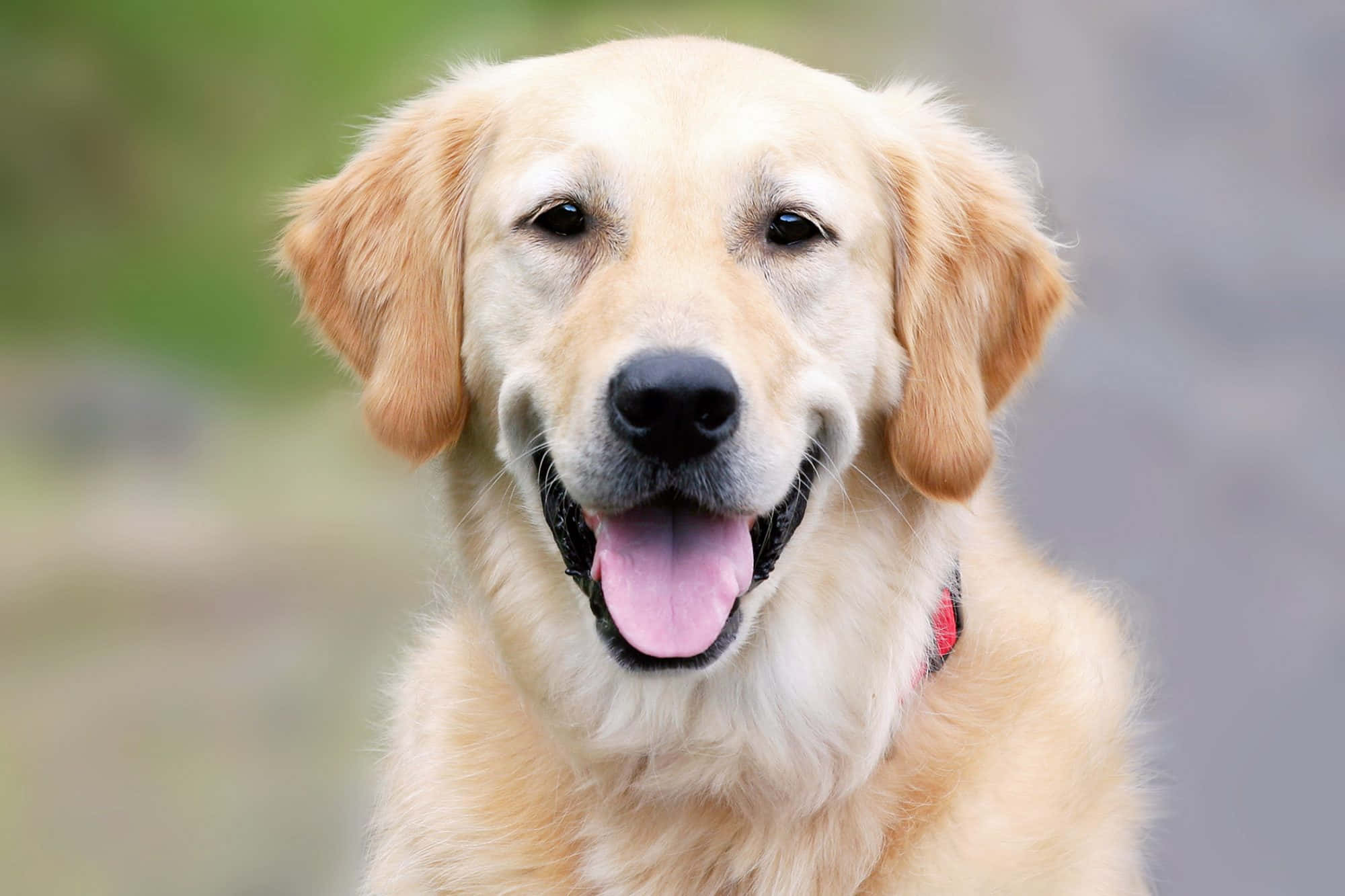 黃金獵犬 桌布 壁紙 — 一隻快樂的金毛尋回犬，帶著開心的表情和伸出舌頭，直視鏡頭。