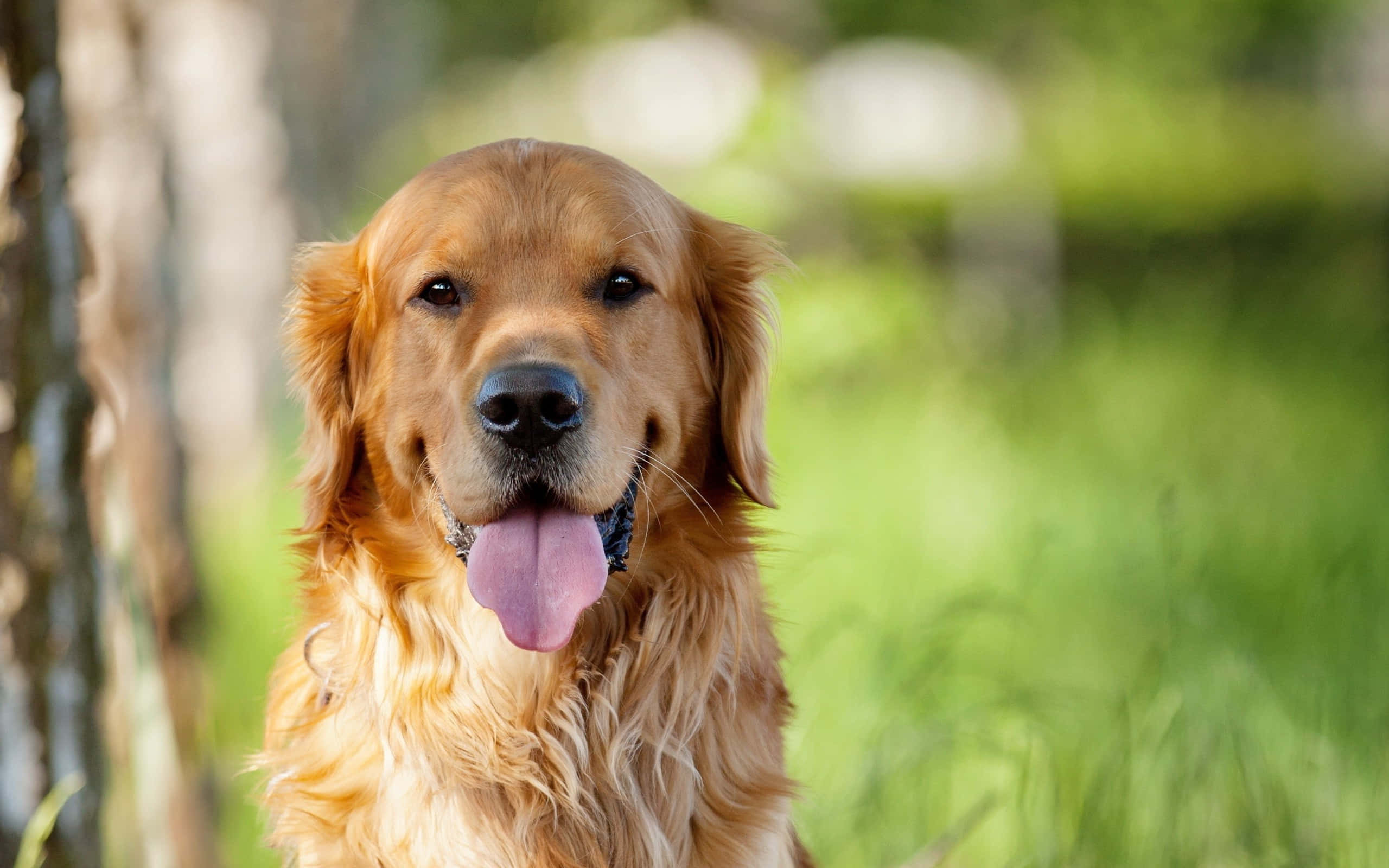 黃金獵犬 桌布 壁紙 — 一隻快樂的金毛尋回犬伸出粉紅色舌頭，坐在陽光普照的草地上，旁邊有樹幹。
