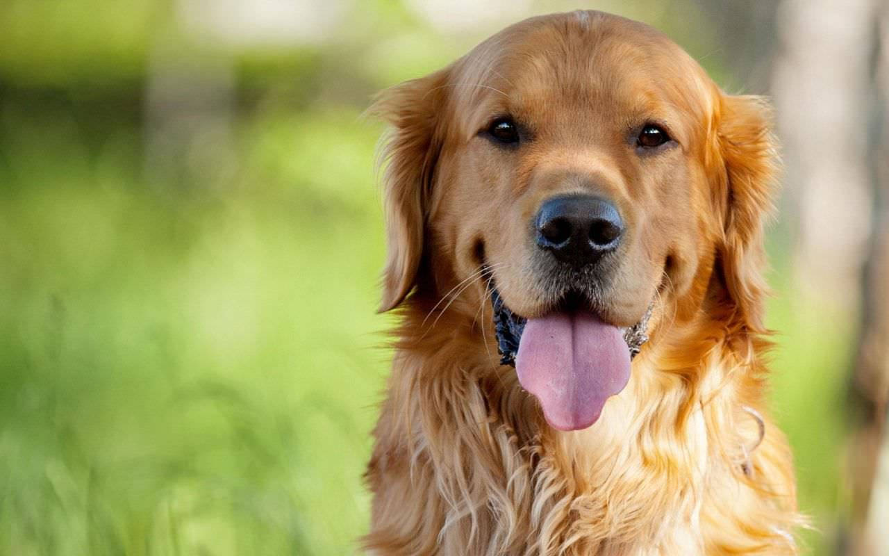 Big Dog 桌布 壁紙 — 一隻快樂的金毛尋回犬伸出粉紅色舌頭，在柔和的綠色模糊背景下凝視著相機。