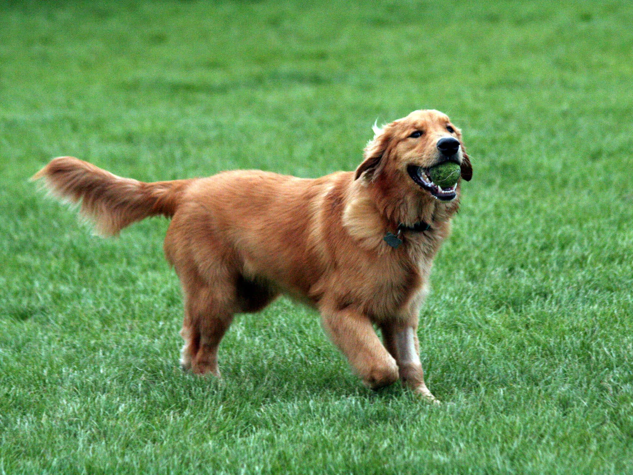黃金獵犬 桌布 壁紙 — 一隻快樂的金毛尋回犬在充滿活力的綠色草地上奔跑，嘴裡叼著一個網球。