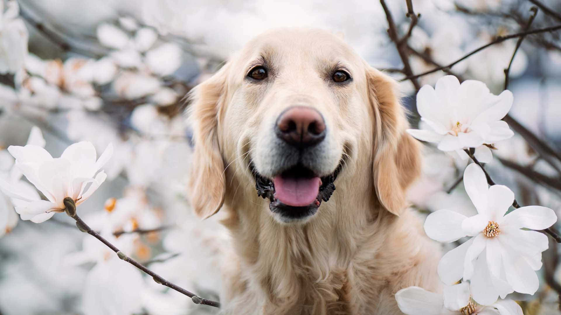黃金獵犬 桌布 壁紙 — 一隻快樂的金毛尋回犬在盛開的白色木蘭花中微笑，沐浴在柔和的春日陽光下。
