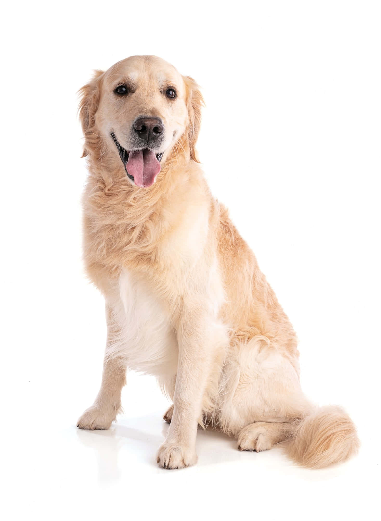 黃金獵犬 桌布 壁紙 — 一隻快樂的金毛尋回犬在純白色背景前挺直坐著，伸出舌頭，眼睛明亮。