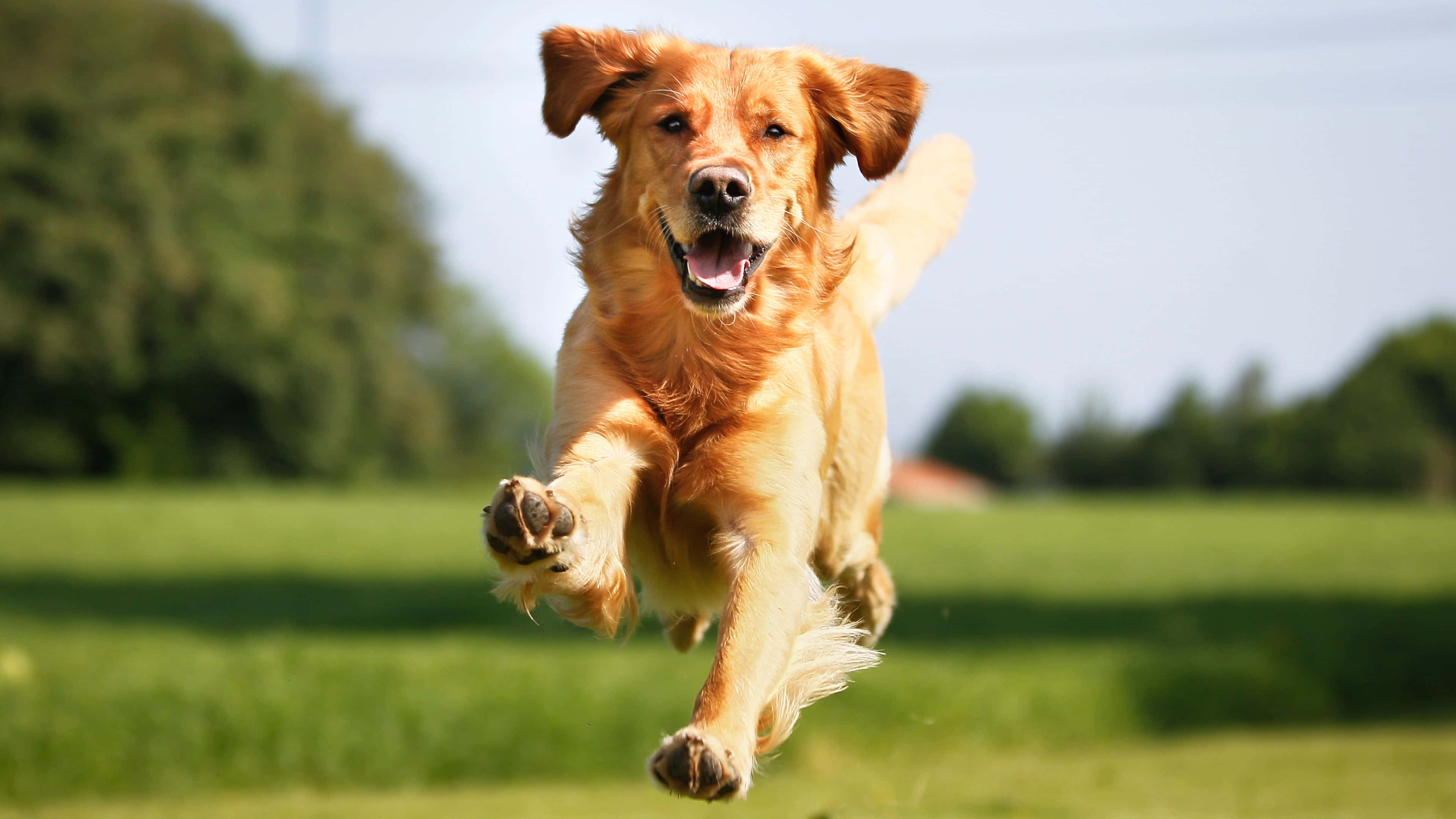 黃金獵犬 桌布 壁紙 — 一隻快樂的金毛尋回犬在陽光明媚的綠色田野中跳躍，背景有樹木。