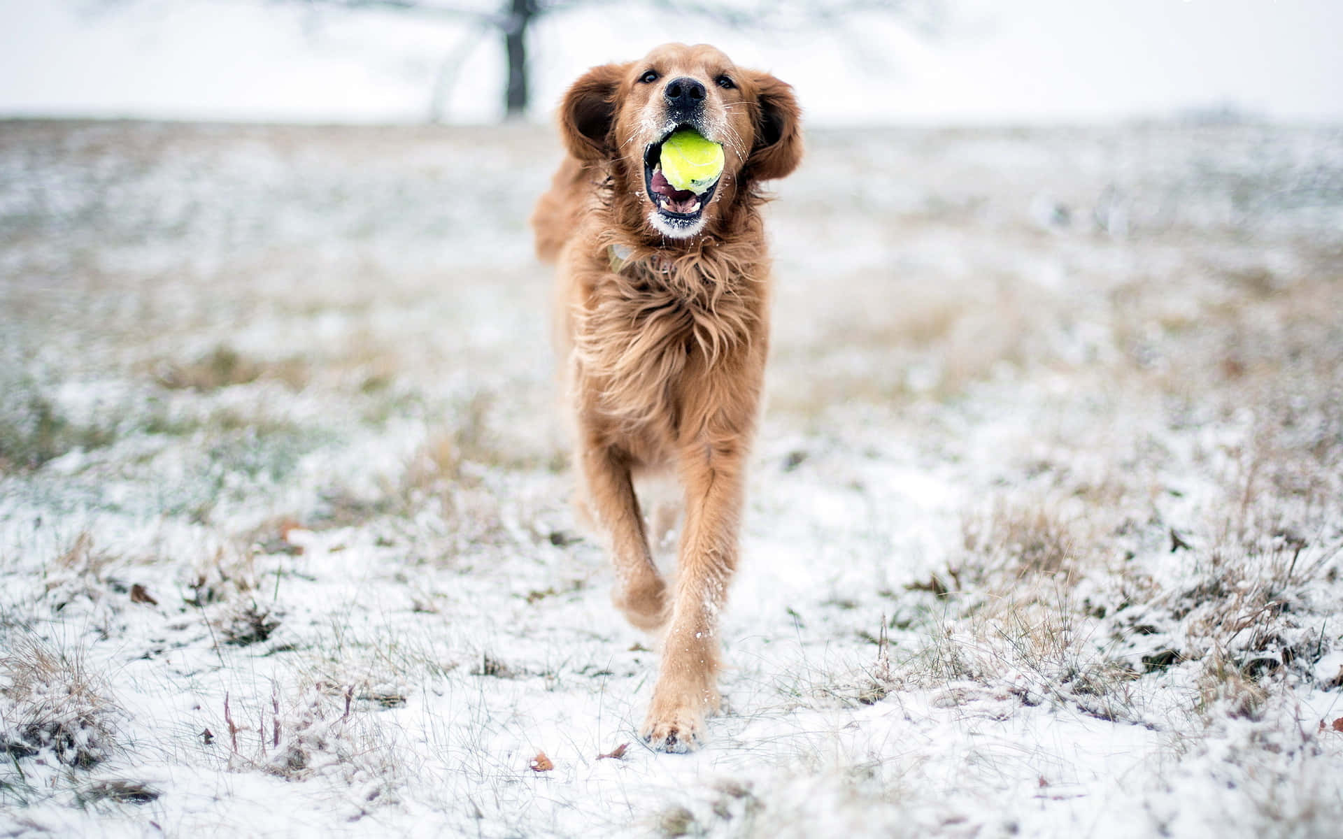 黃金獵犬 桌布 壁紙 — 一隻快樂的金毛尋回犬在雪地裡奔跑，嘴裡叼著一個亮黃色的網球。