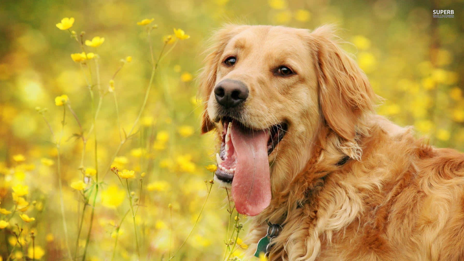 黃金獵犬 桌布 壁紙 — 一隻快樂的金毛尋回犬在鮮黃色野花叢中愉快地喘氣。