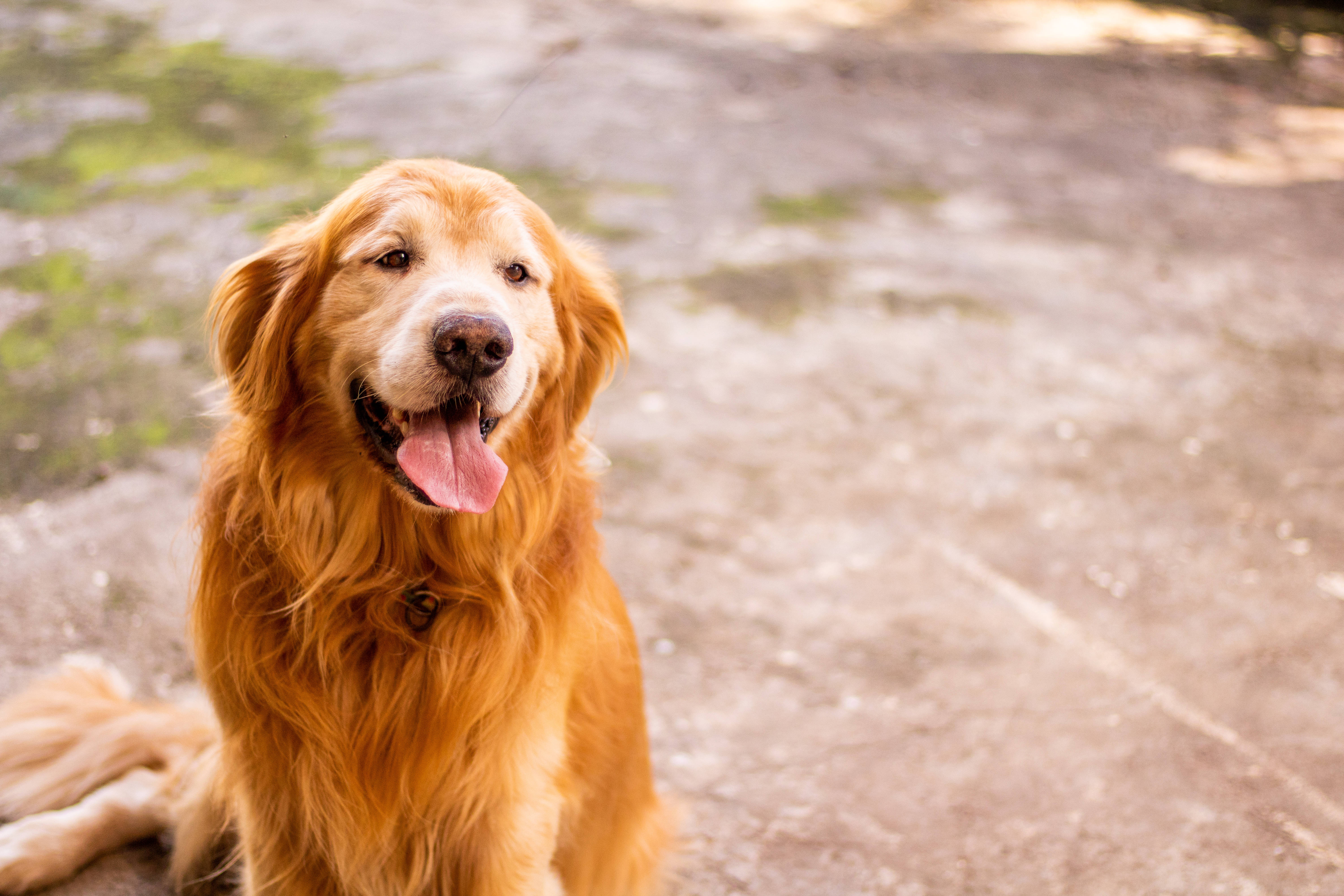 黃金獵犬 桌布 壁紙 — 一隻快樂的金毛尋回犬坐在戶外，伸出舌頭，在陽光照耀的石徑上，周圍是綠色苔蘚。