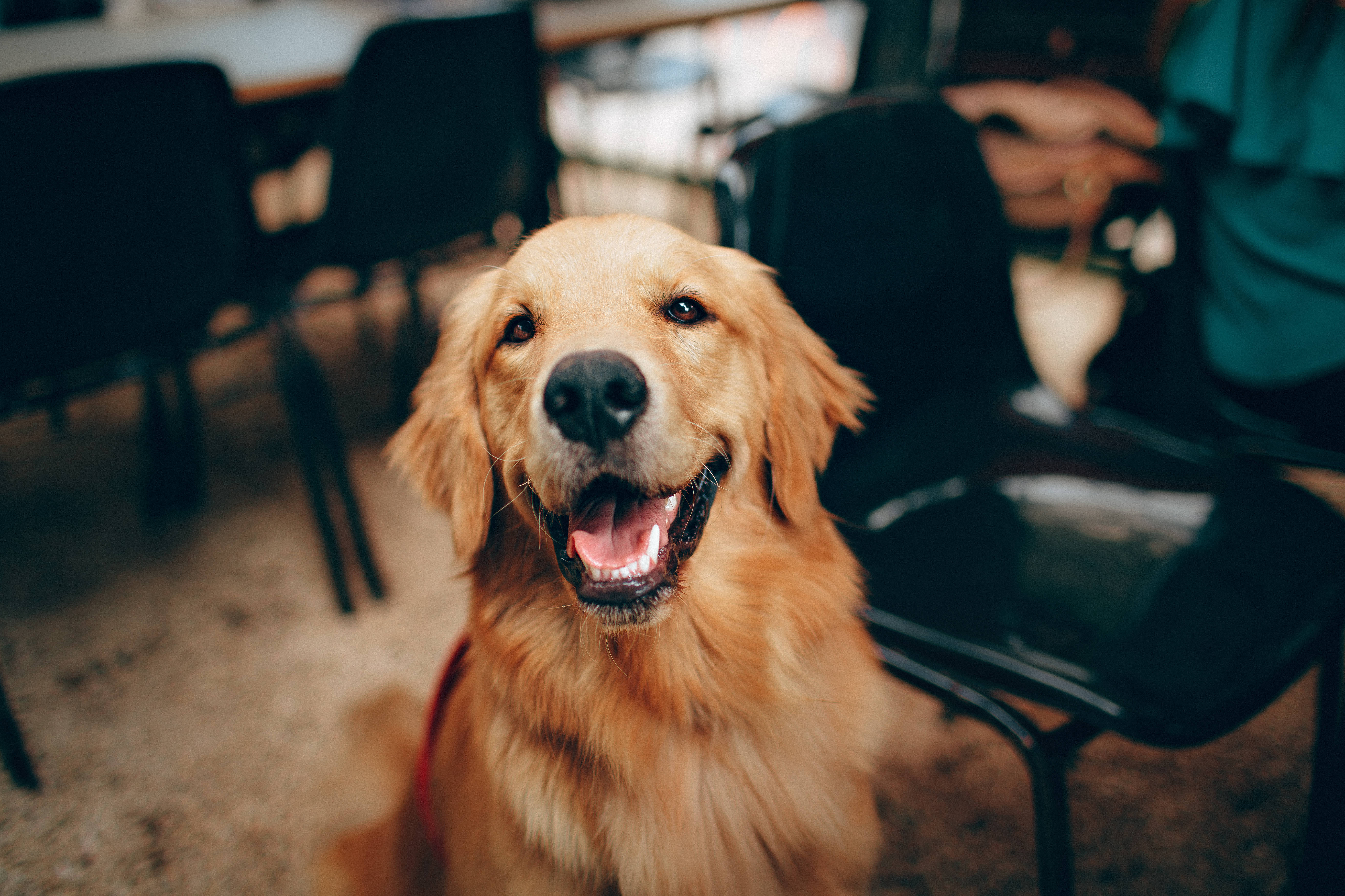 黃金獵犬 桌布 壁紙 — 一隻快樂的金毛尋回犬帶著燦爛的笑容坐在柔和光線的室內空間，周圍有椅子。