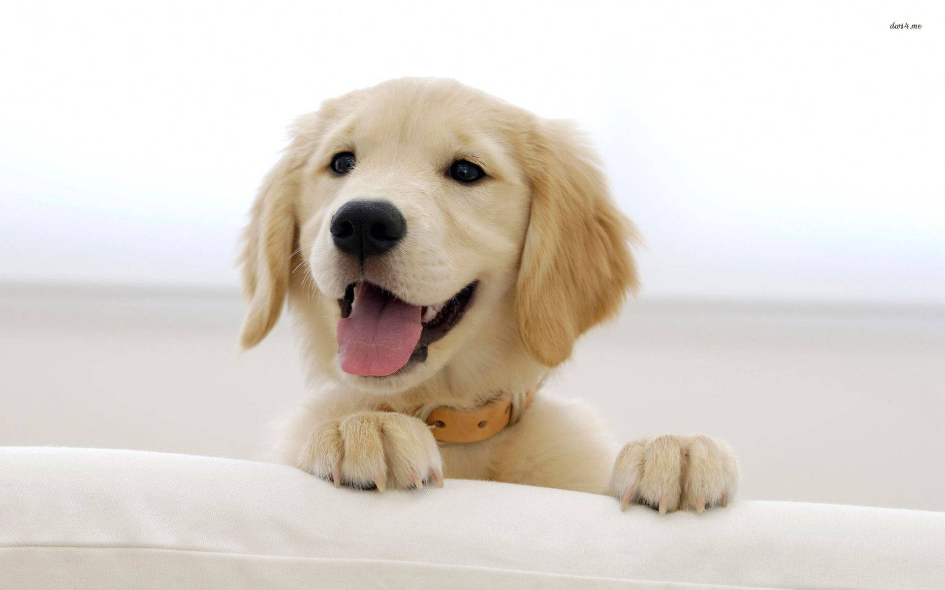 smiling dog 桌布 壁紙 — 一隻快樂的金毛尋回犬幼犬，有著下垂的耳朵和粉紅色的舌頭，微笑著將爪子放在白色沙發上。