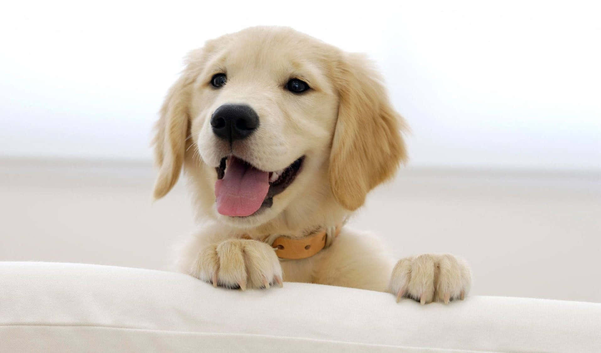 黃金獵犬 桌布 壁紙 — 一隻快樂的金毛尋回犬幼犬，有著垂耳和粉紅色的舌頭，將爪子放在白色沙發上，背景明亮。
