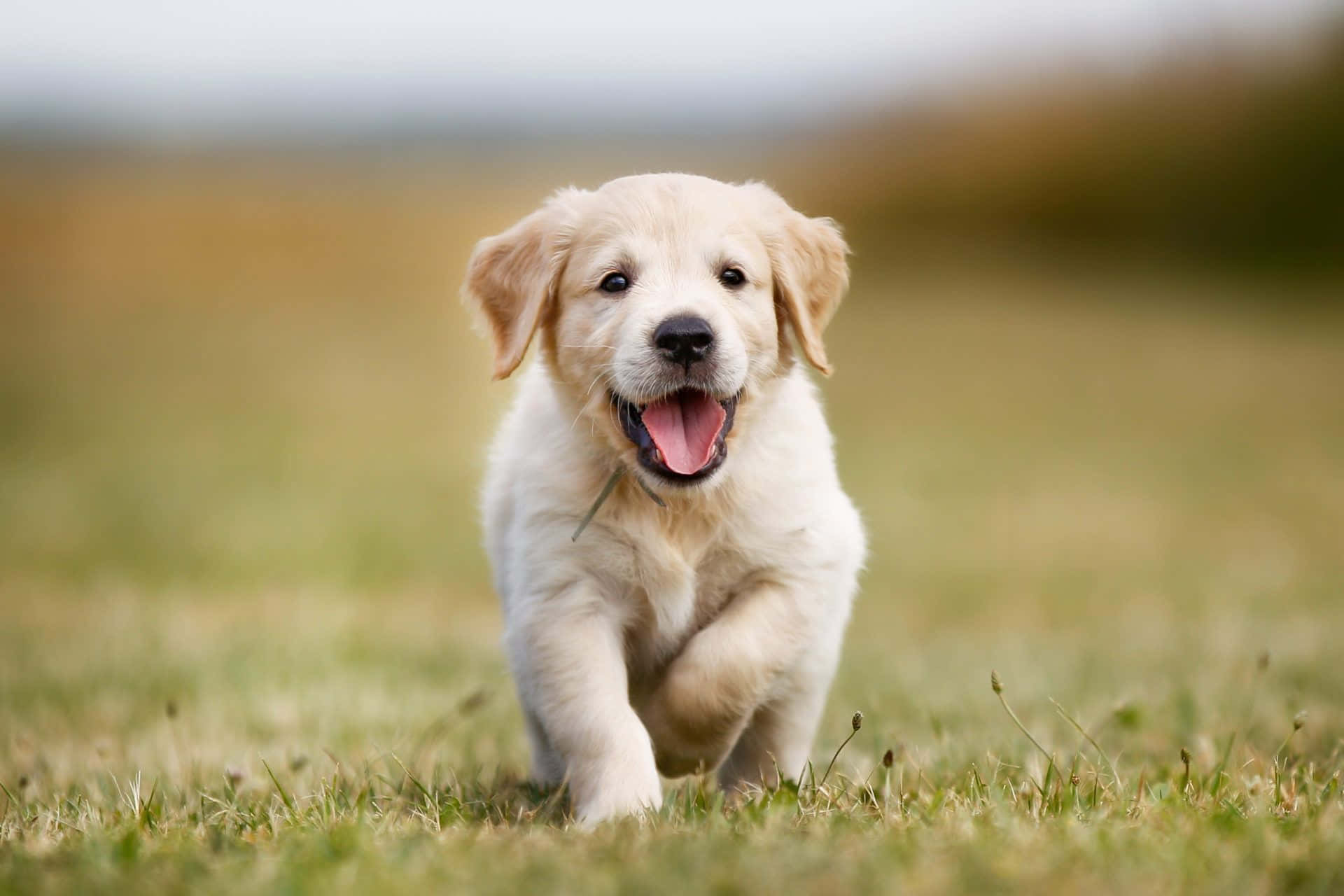 黃金獵犬 桌布 壁紙 — 一隻快樂的金毛尋回犬幼犬在草地上張開嘴跑向鏡頭。
