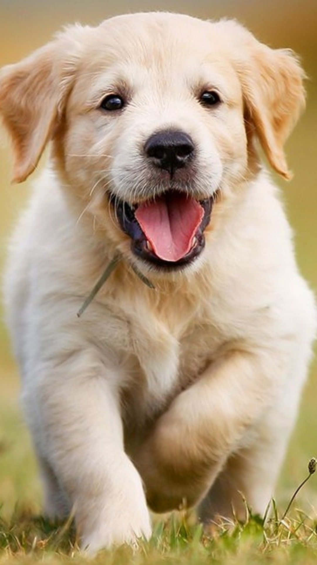 Cute Little Puppies 桌布 壁紙 — 一隻快樂的金毛尋回犬幼犬在草地上張開嘴跑向鏡頭。