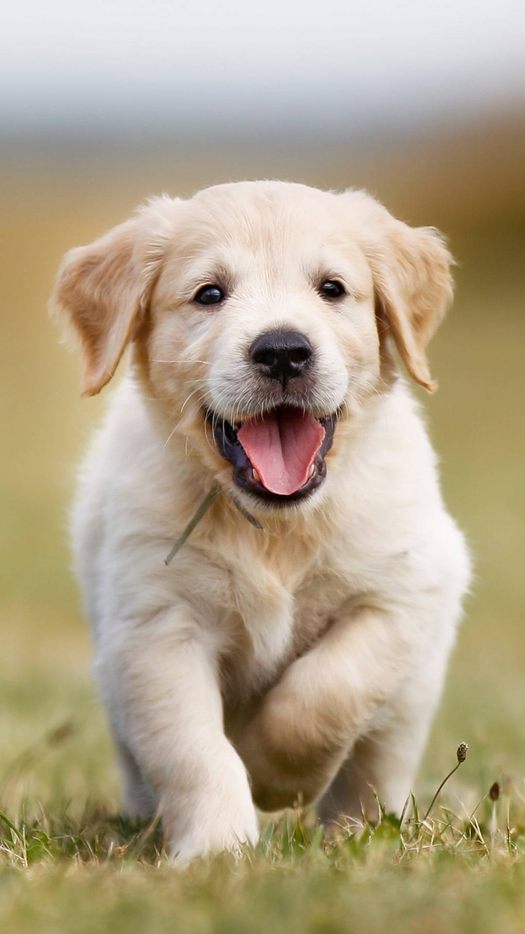 黃金獵犬 桌布 壁紙 — 一隻快樂的金毛尋回犬幼犬在草地上張開嘴巴、眼睛明亮地跑向鏡頭。