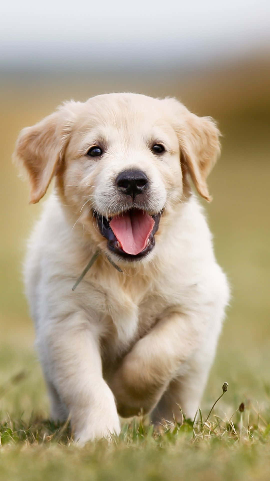 golden retriever puppy 桌布 壁紙 — 一隻快樂的金毛尋回犬幼犬在草地上張開嘴，眼睛明亮地跑向鏡頭。