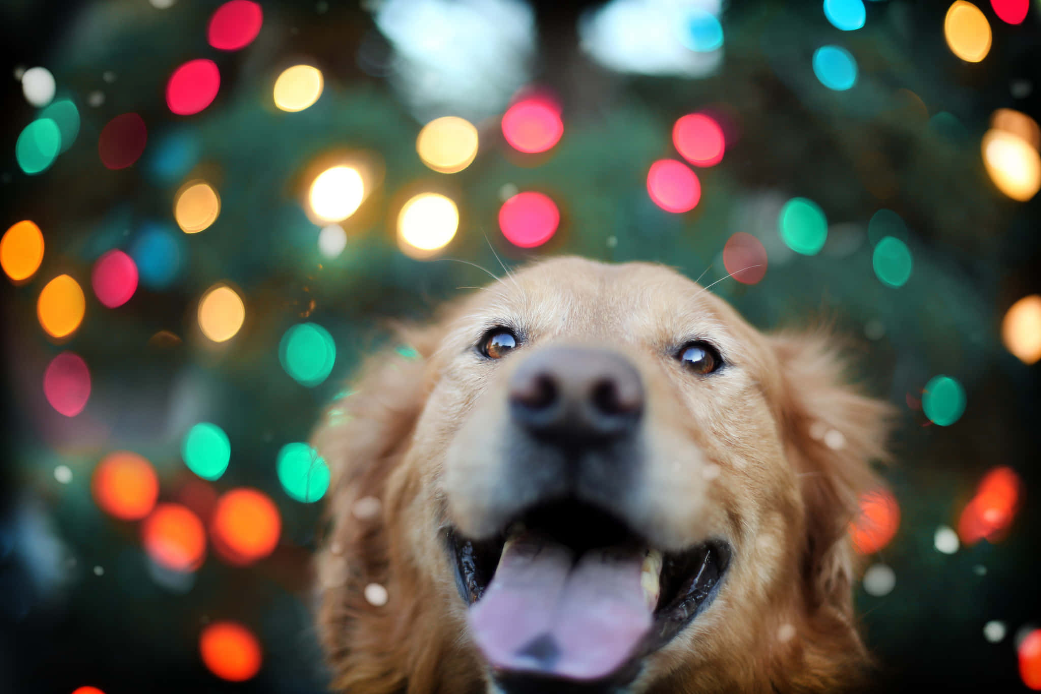 黃金獵犬 桌布 壁紙 — 一隻快樂的金毛尋回犬張開嘴巴向上望，背景是色彩繽紛的散景節日燈光。
