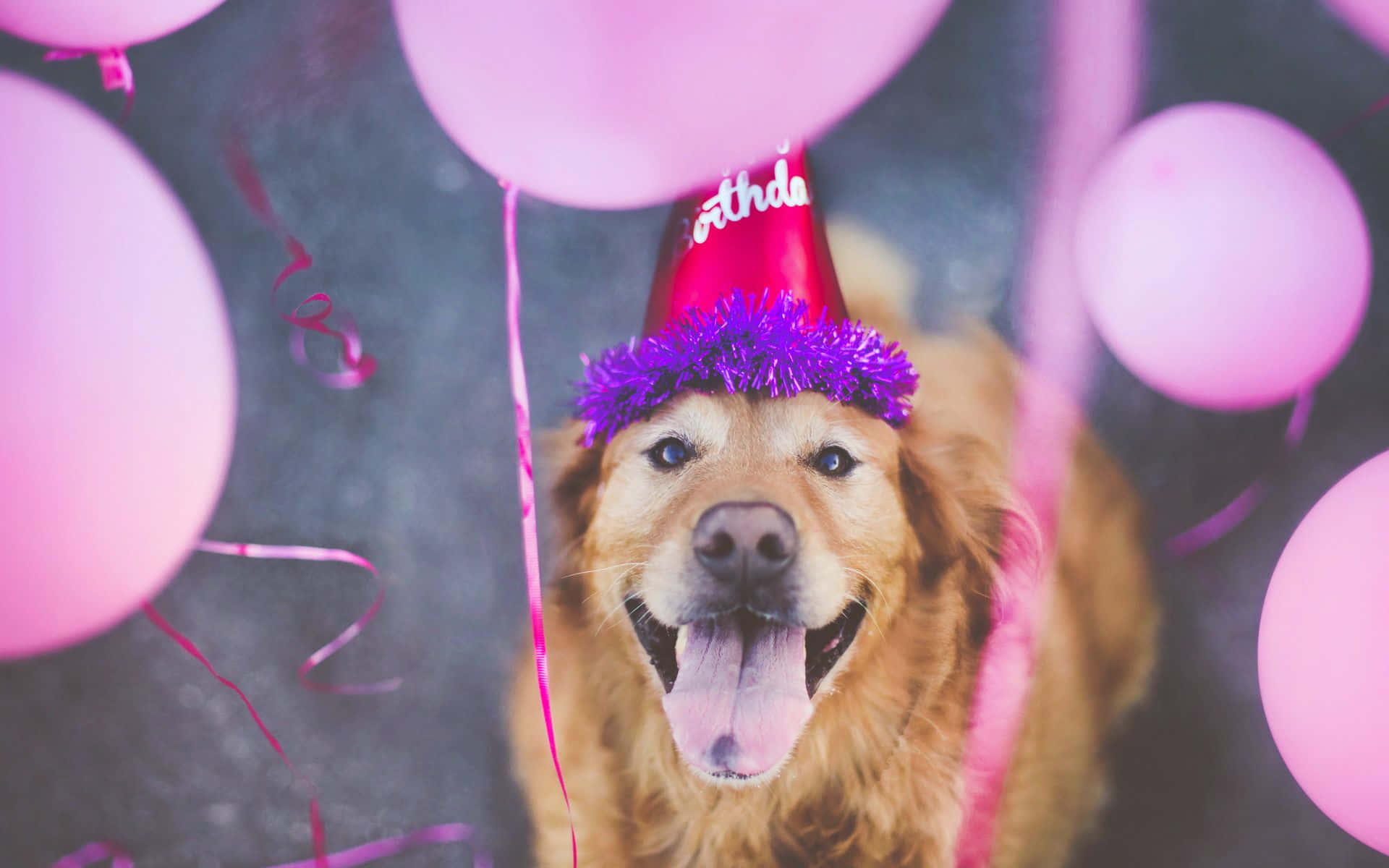 黃金獵犬 桌布 壁紙 — 一隻快樂的金毛尋回犬戴著紫色金屬絲生日帽，在飄浮的粉紅色氣球中微笑。