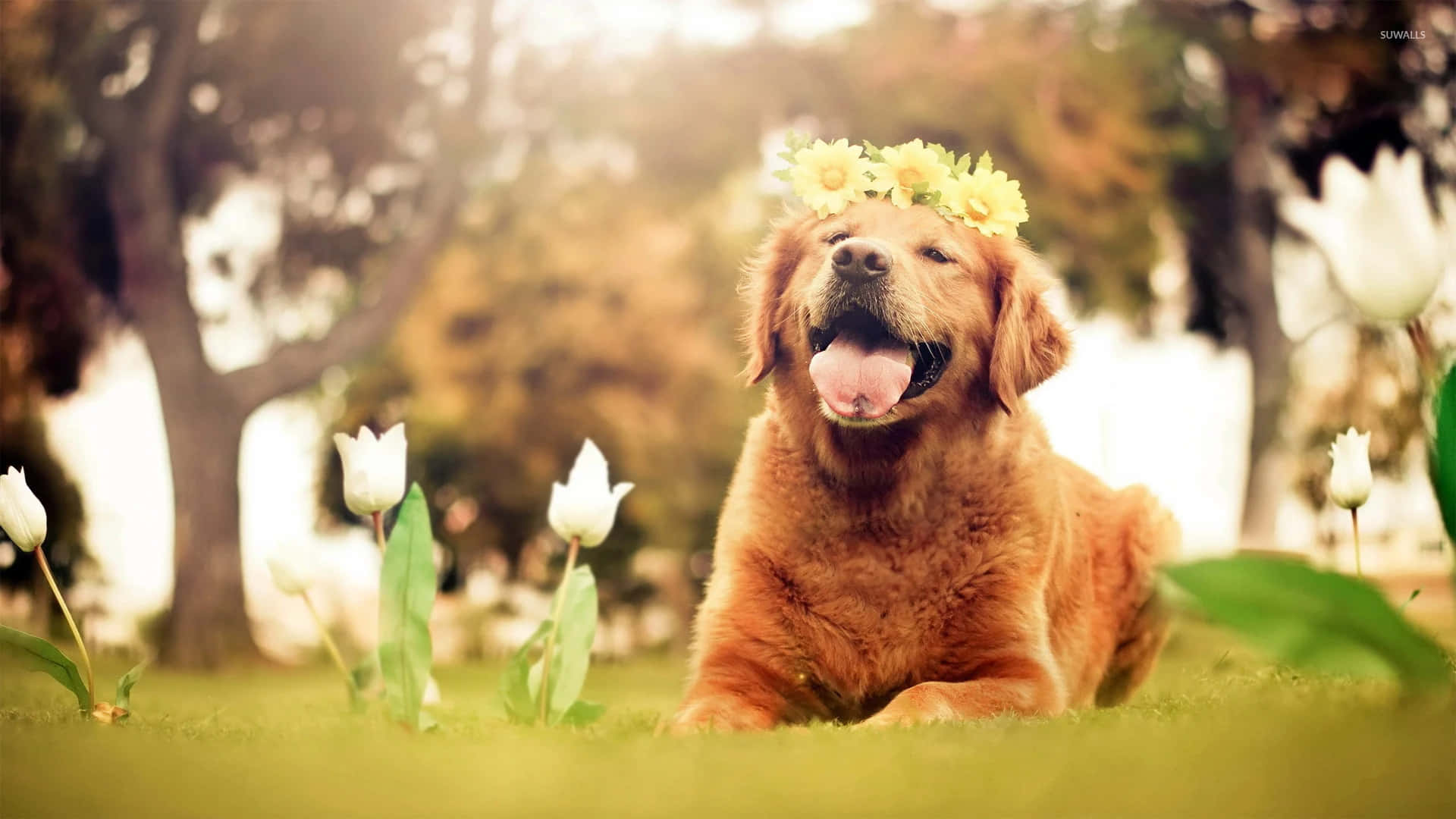 黃金獵犬 桌布 壁紙 — 一隻快樂的金毛尋回犬戴著黃色花環，在陽光明媚的花園中，被白色鬱金香包圍，開心地坐在綠色草地上。