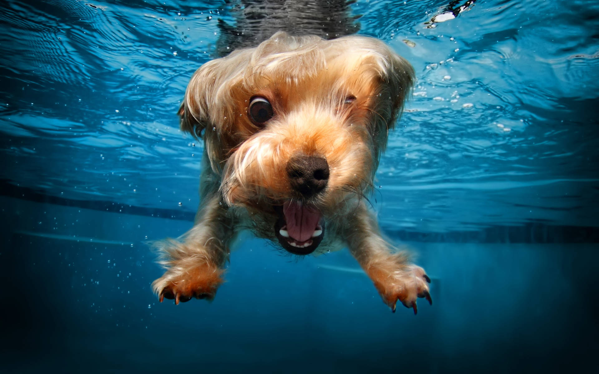 Swimming 桌布 壁紙 — 一隻快樂的金毛狗在清澈的藍色水中張大雙眼和張開嘴巴游泳。